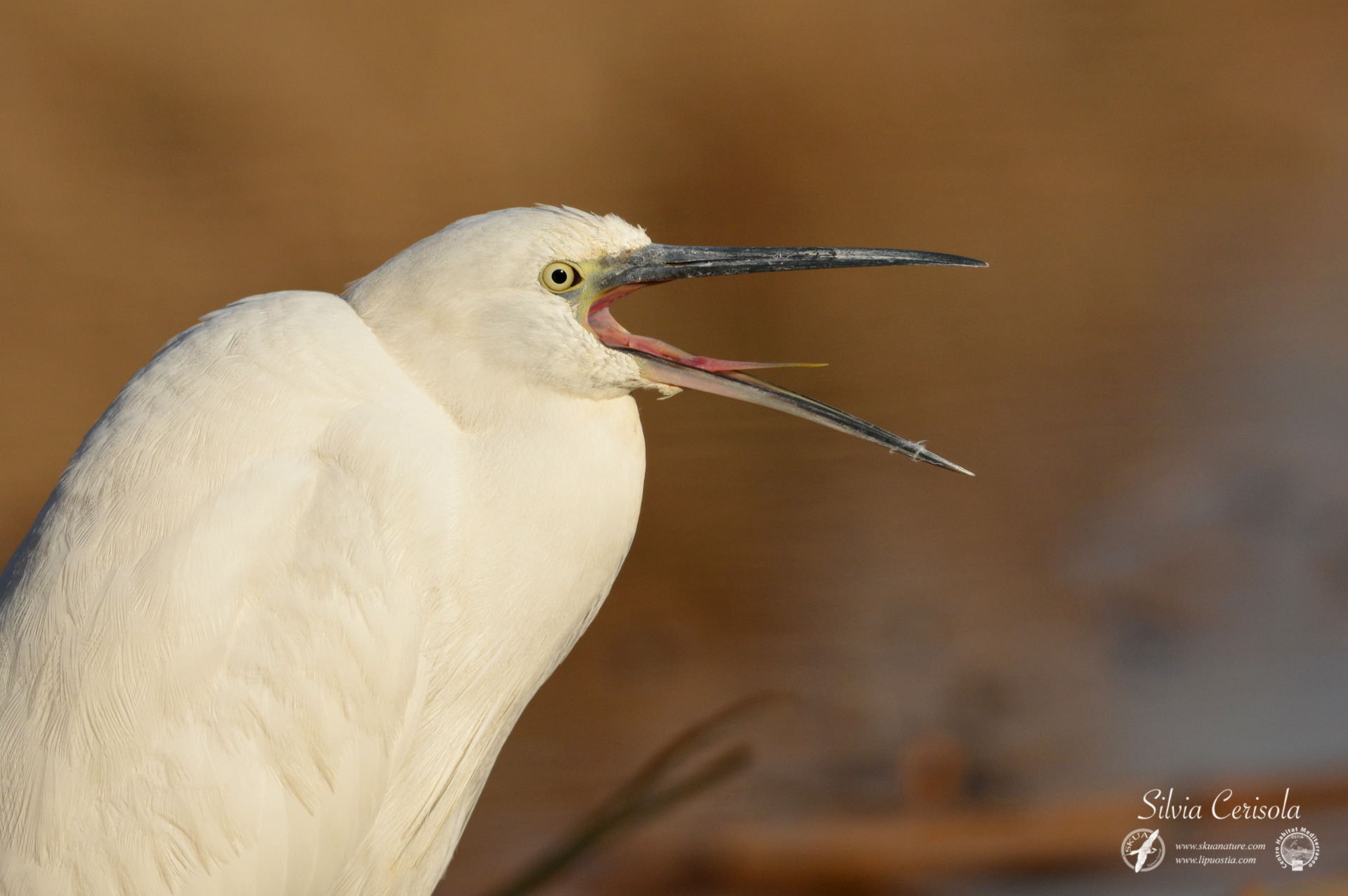 Egret