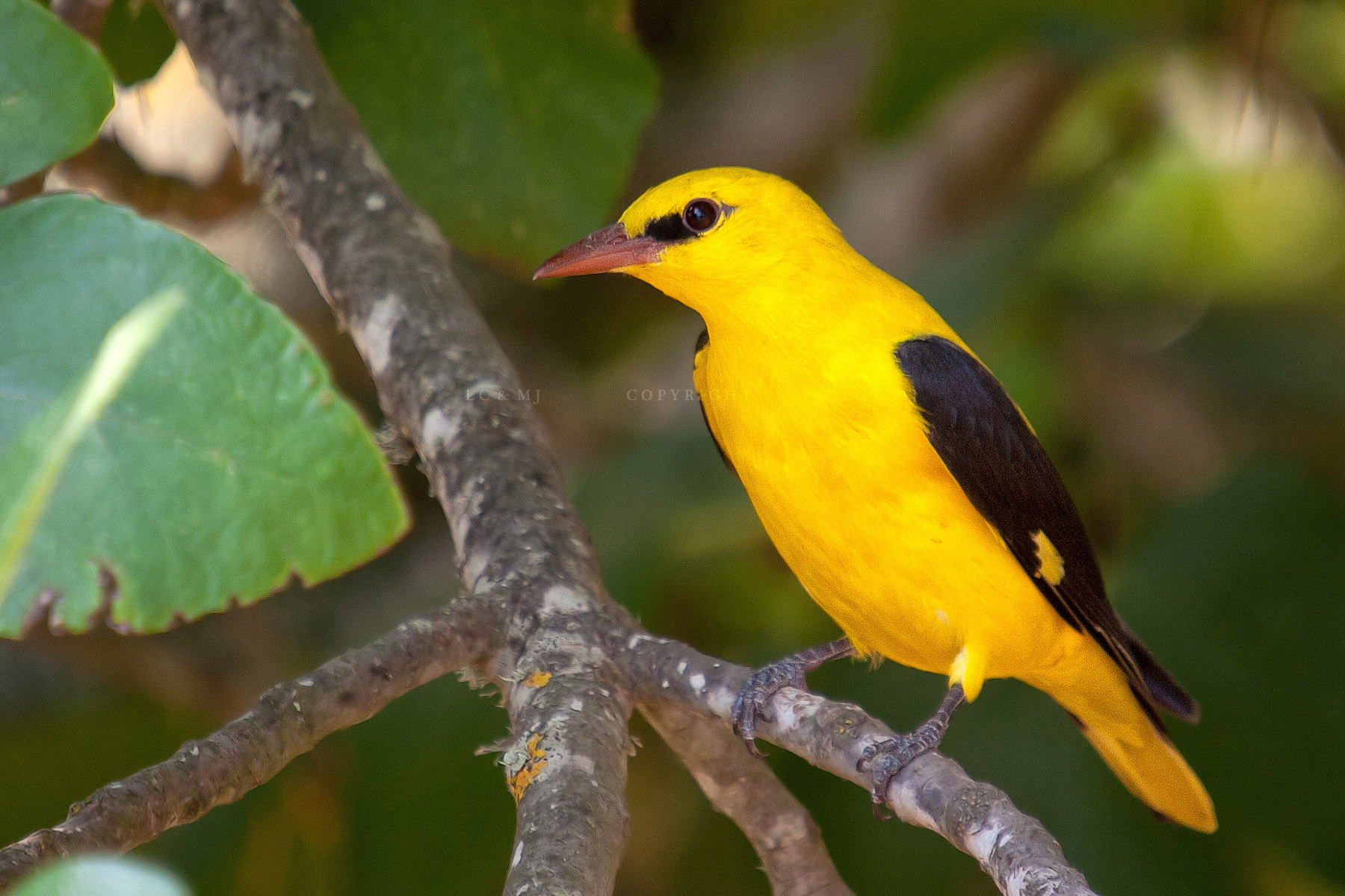 Oriolus oriolus