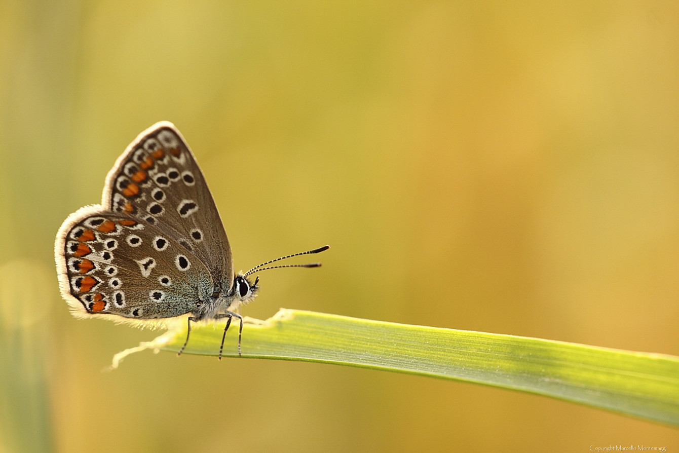 licaena