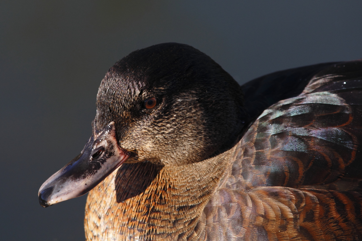 German American black