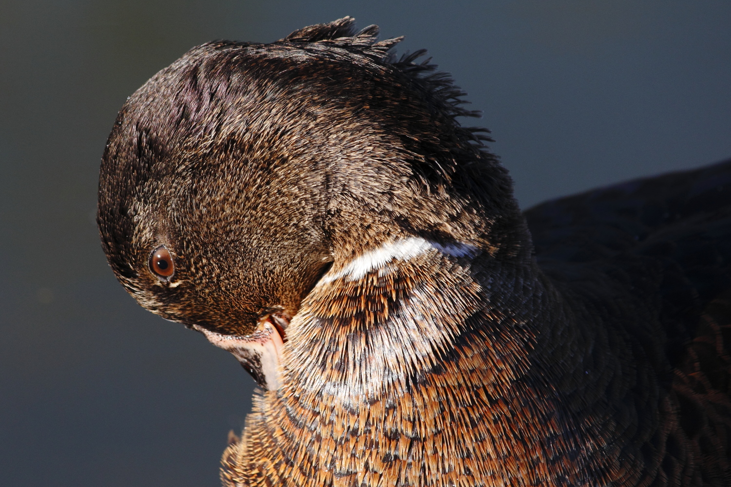 German American black
