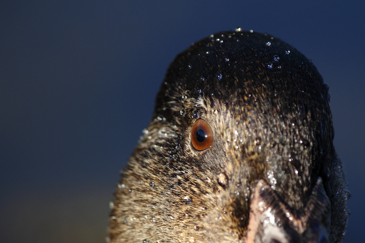 German American black - eye