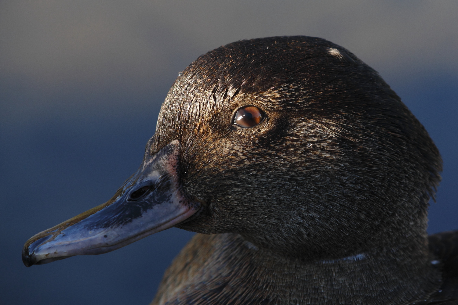 German American black