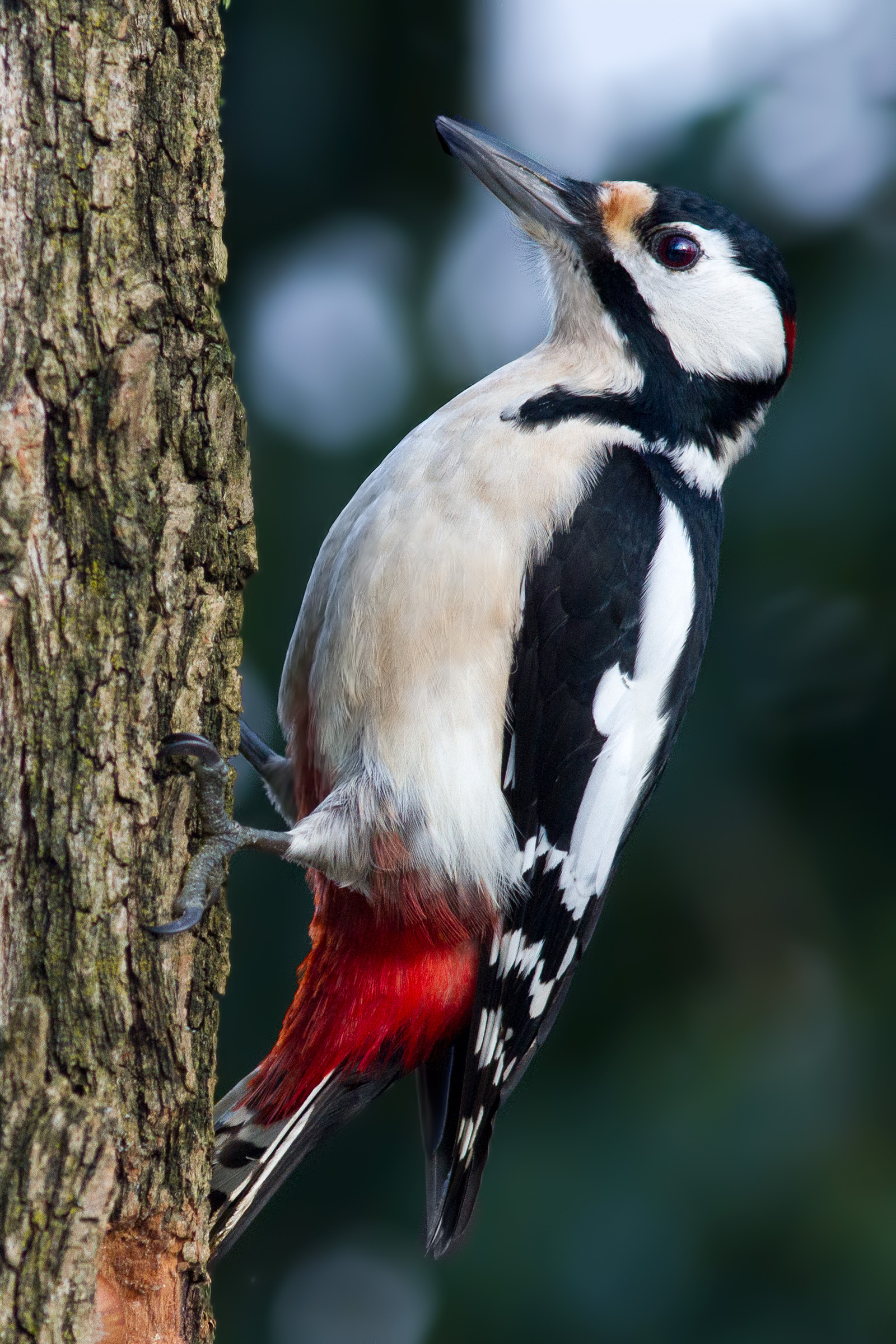 Picchio Rosoo Maggiore