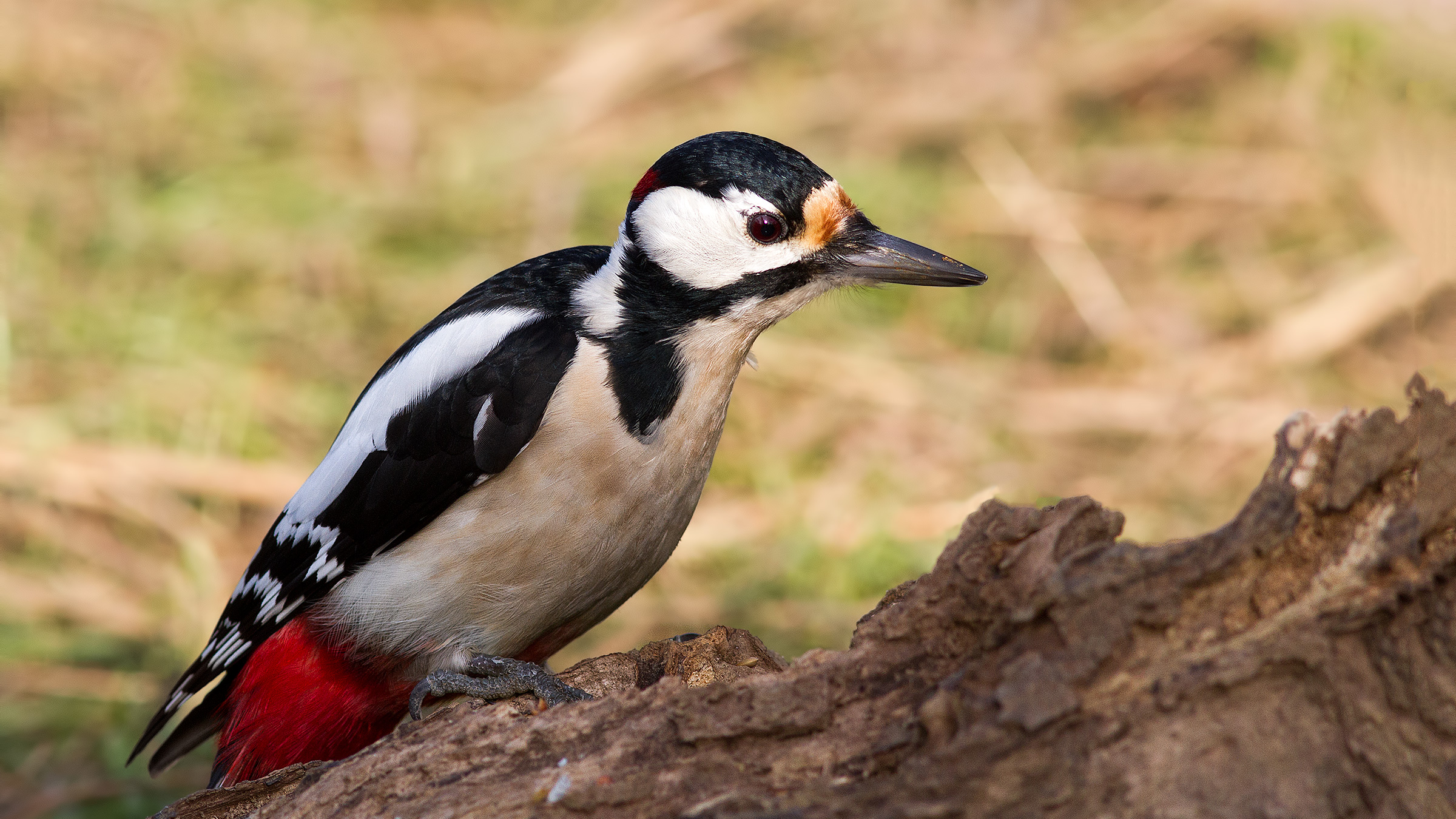 Piccgio Rosso Maggiore