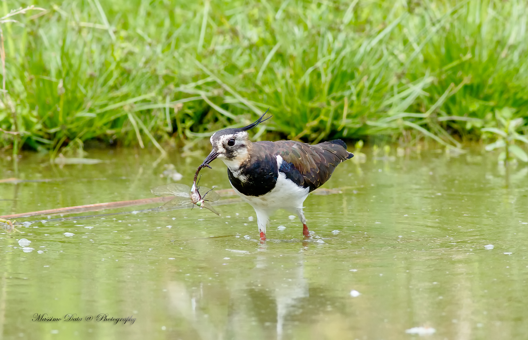 Lapwing