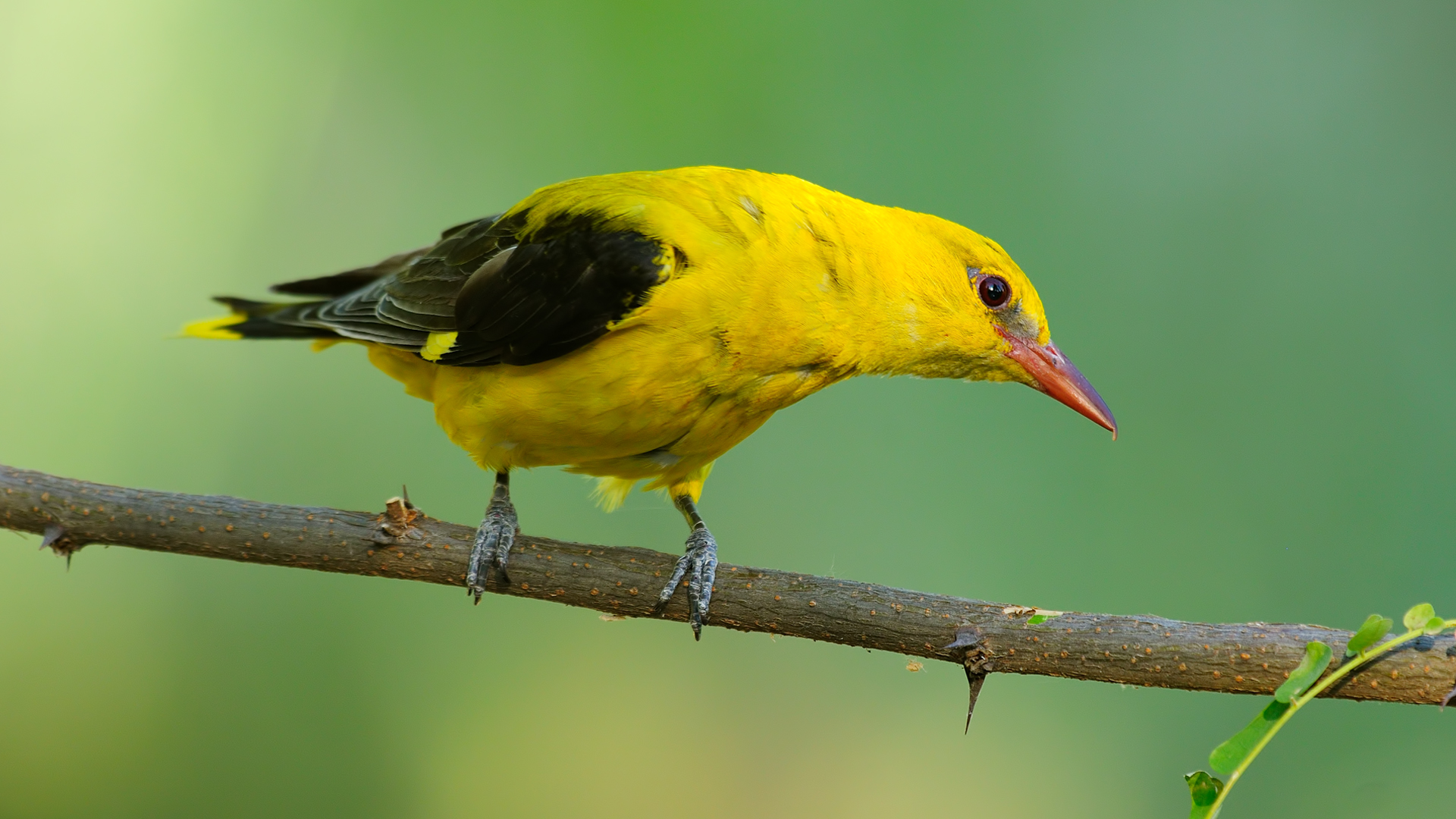 Oriolus oriolus » Golden oriole