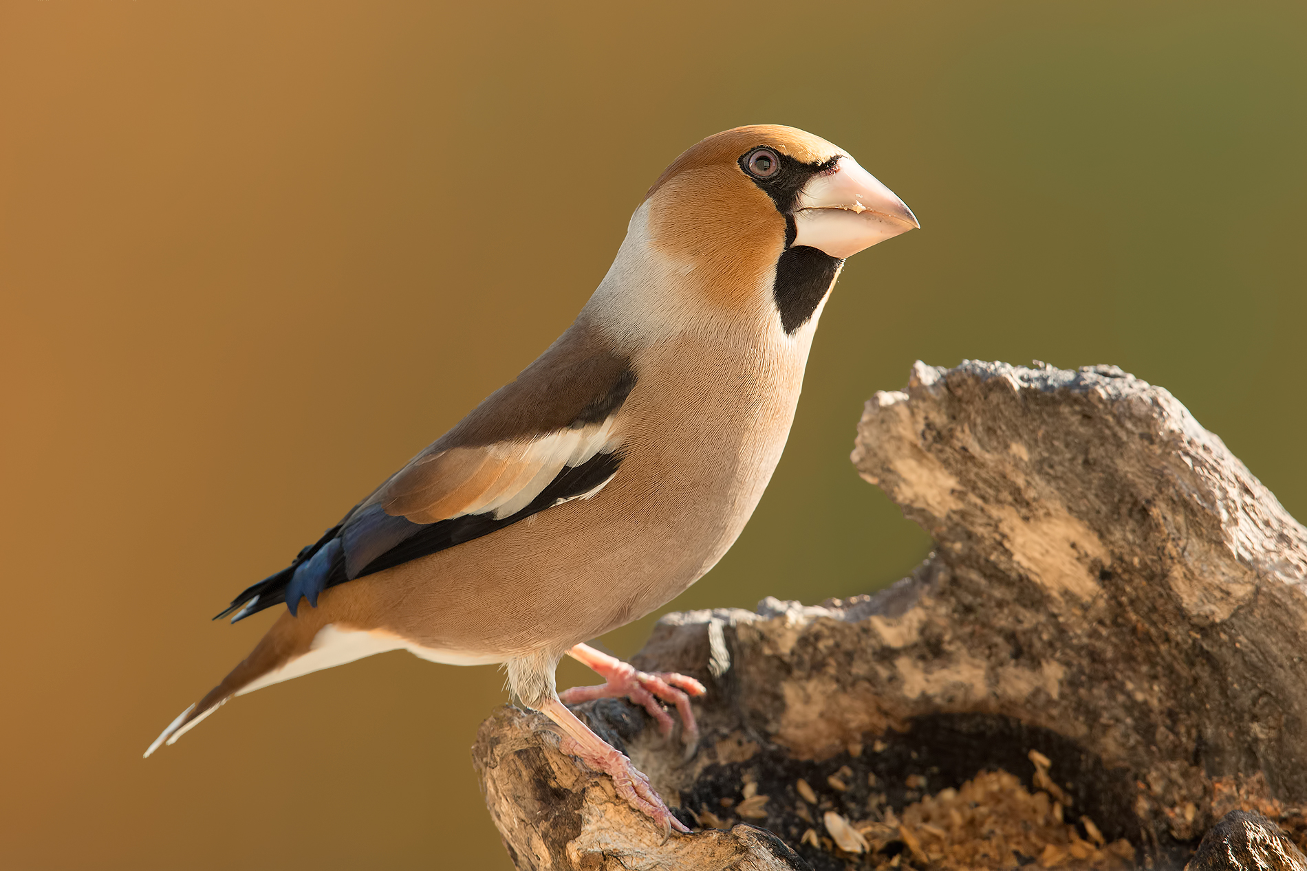 La mia amica Frosona..!!