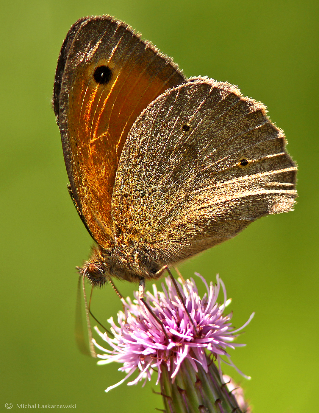 3_Coenonympha Panfilo