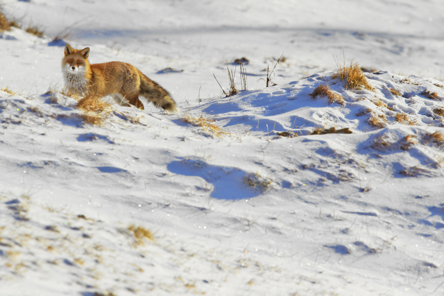 Fox in the snow