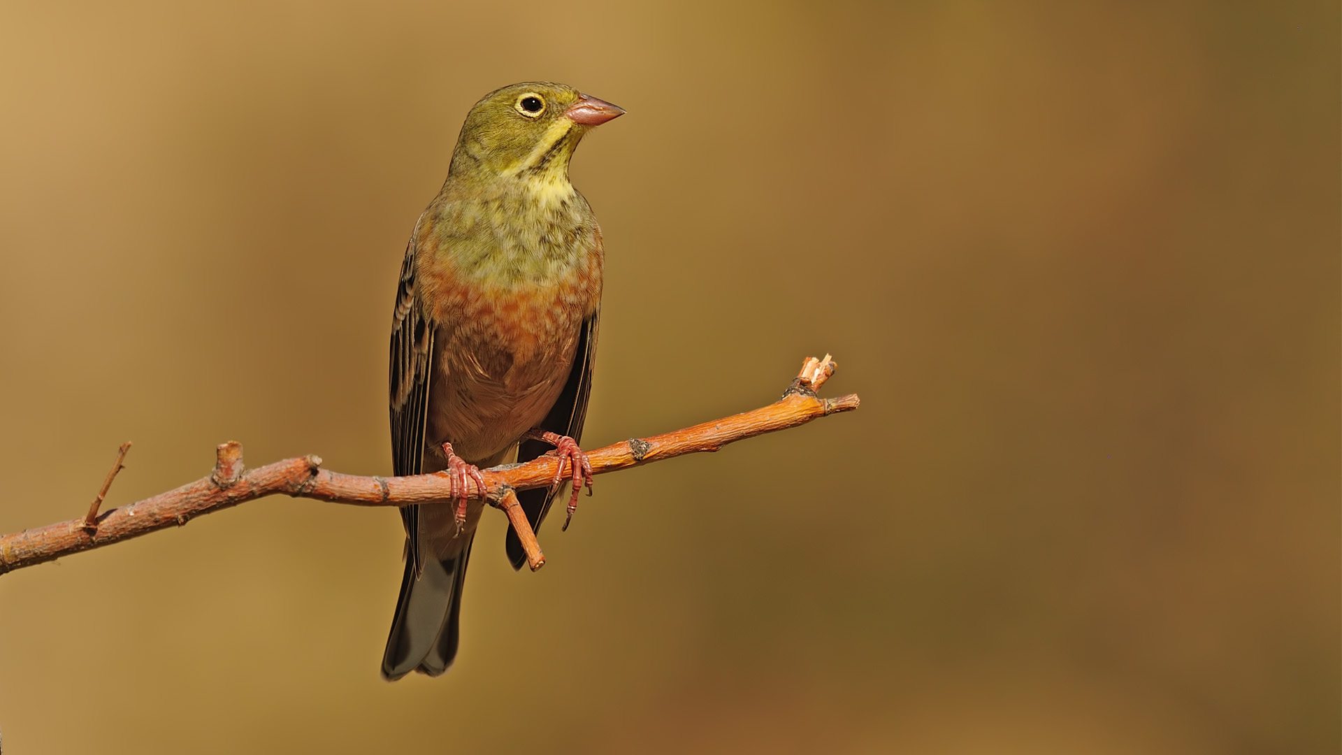 Emberiza hortulana »Ortolan
