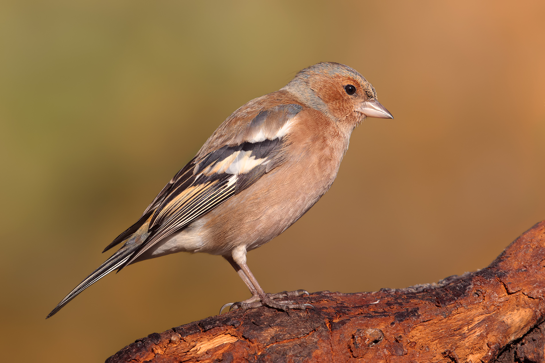 Fringuellone Macho ....