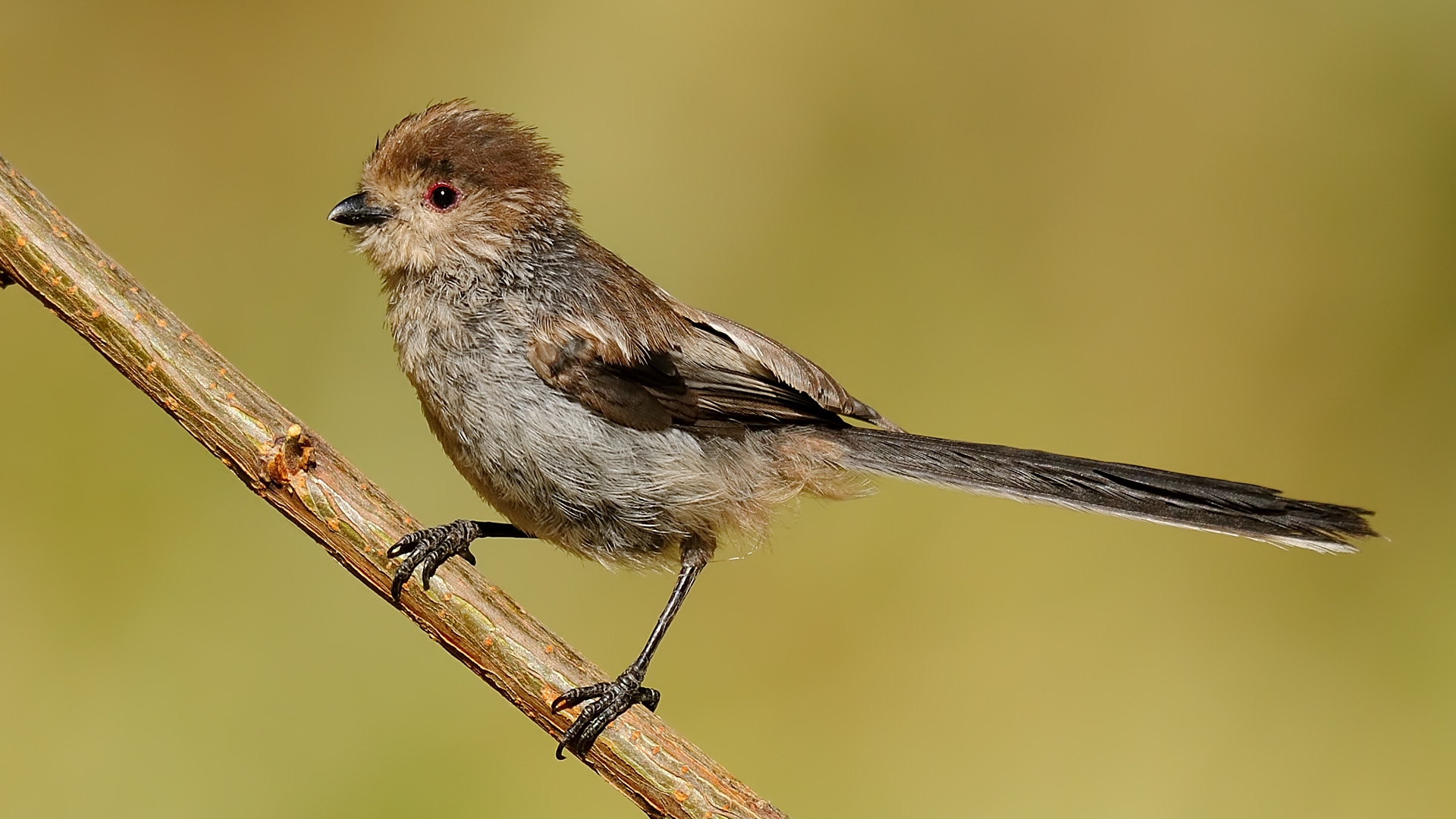 Aegithalos caudatus » Long-tailed tit