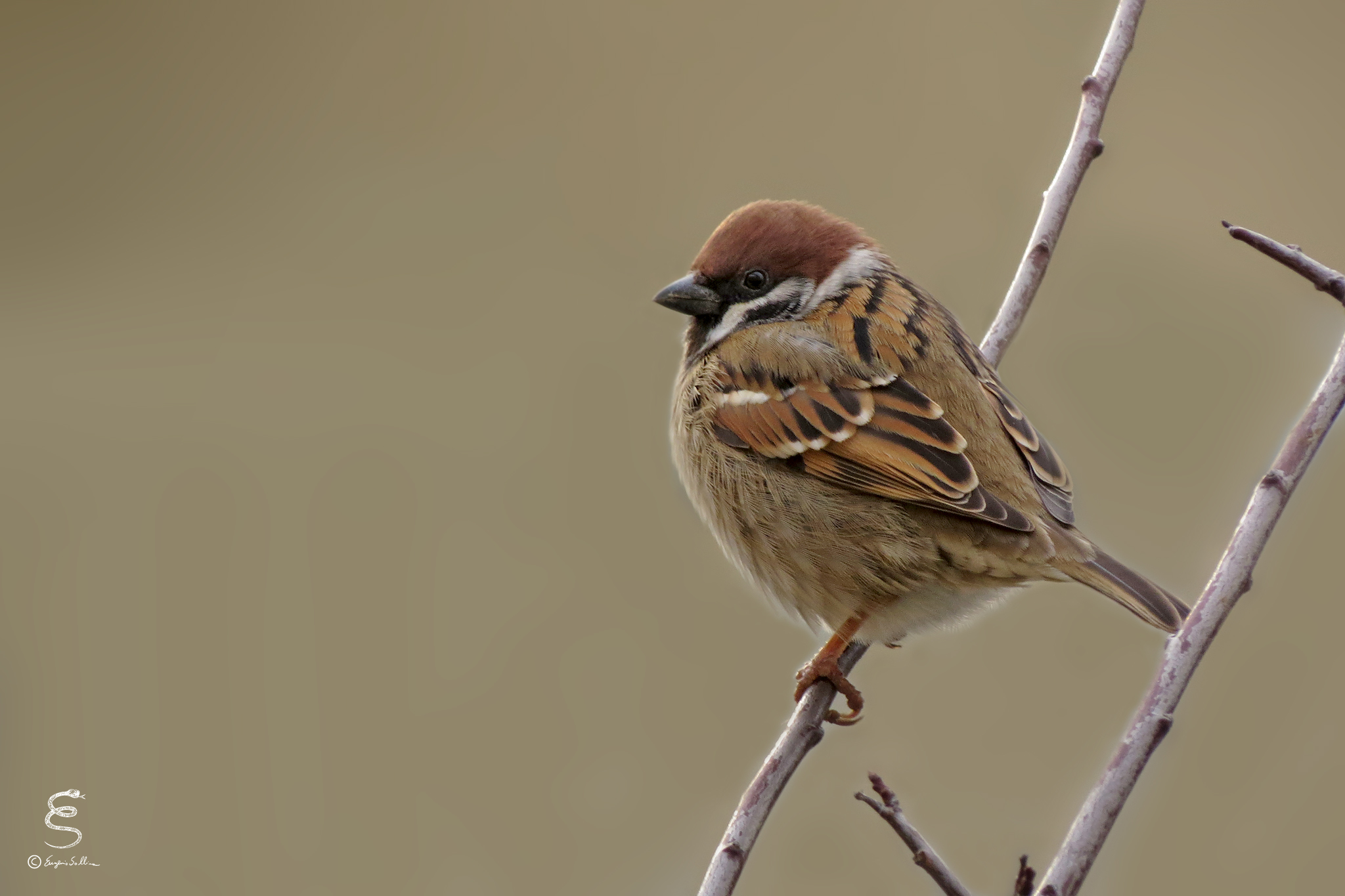 Sparrow