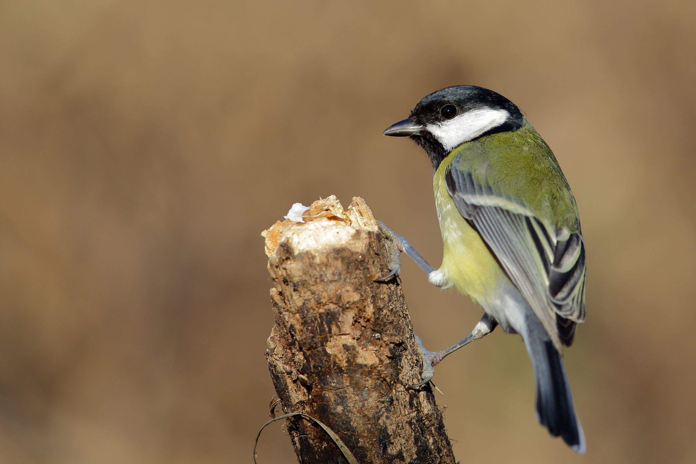 Great Tit