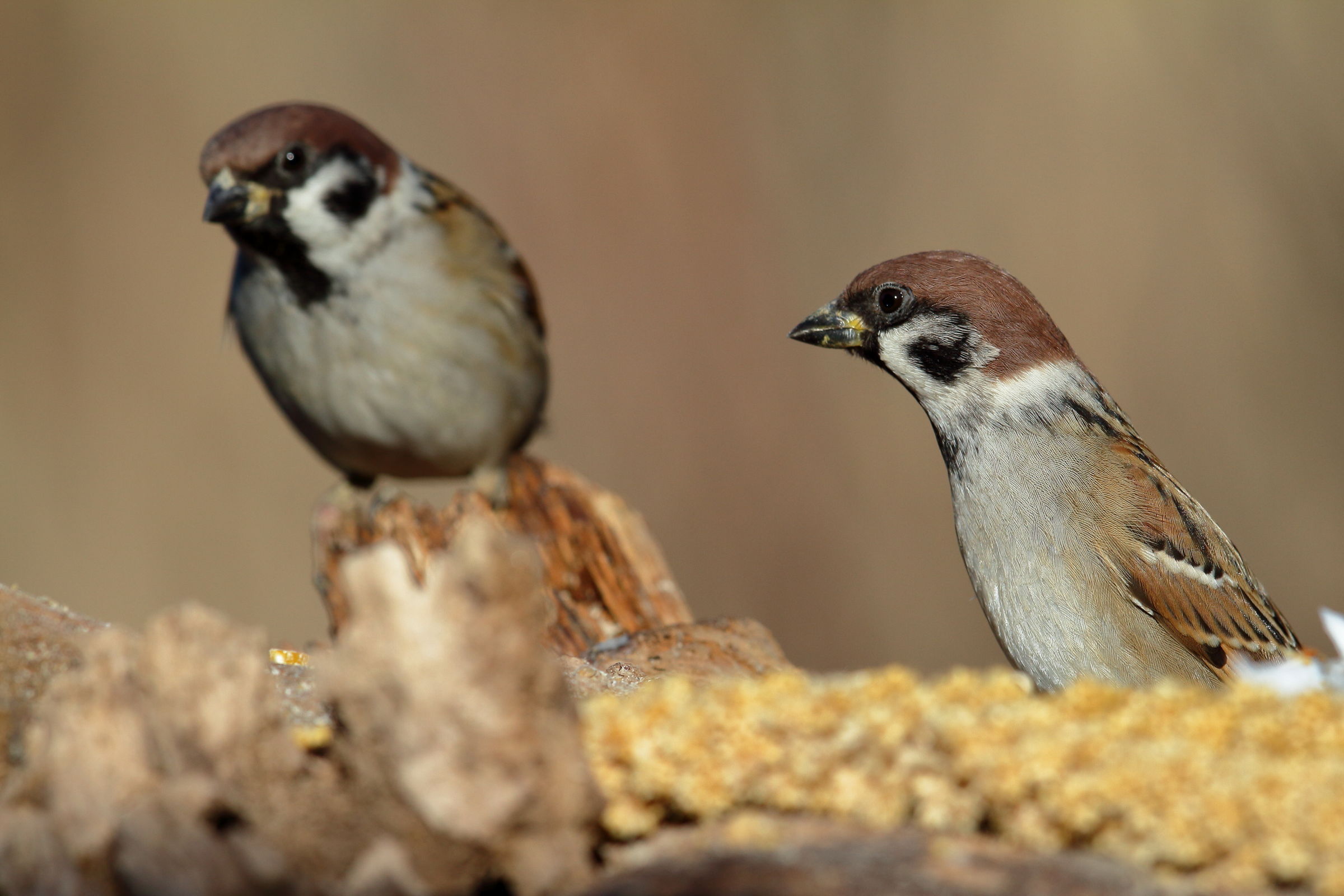 Double Tree Sparrow