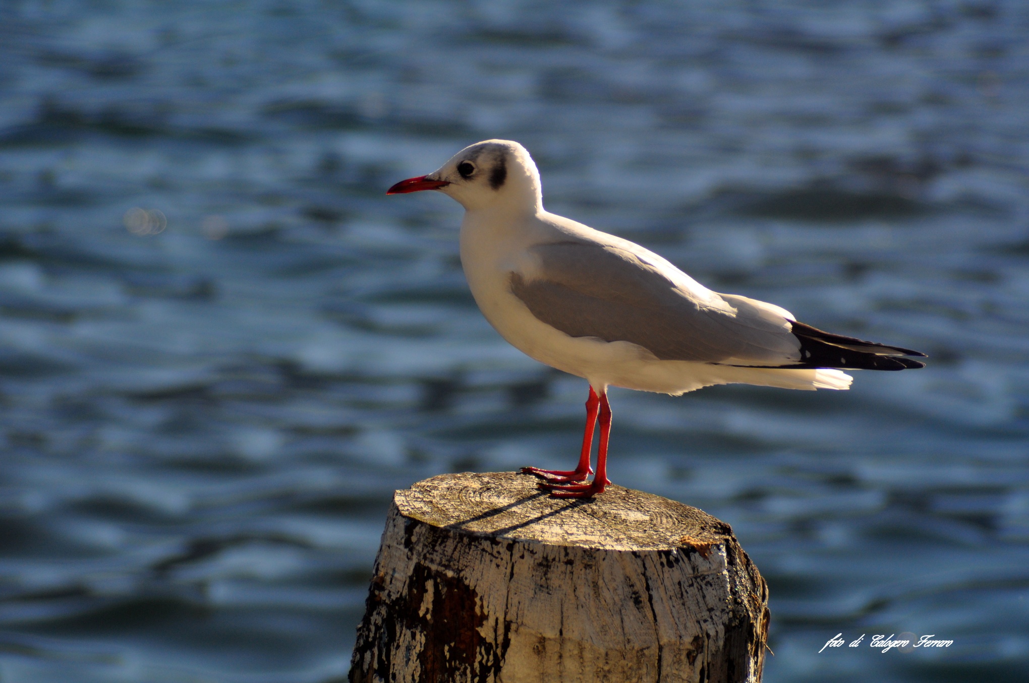 Il guardiano del lago