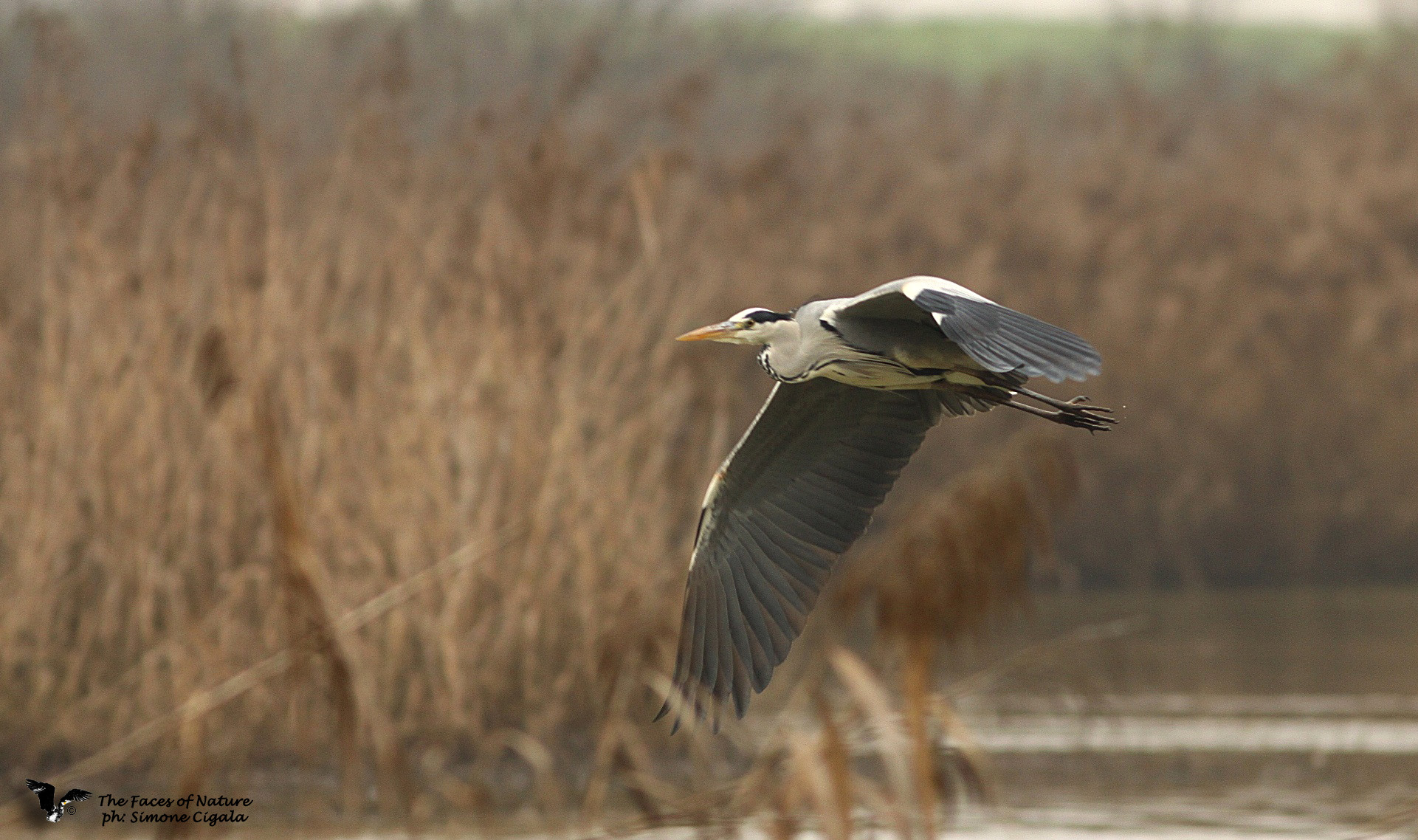 The flight Dell heron