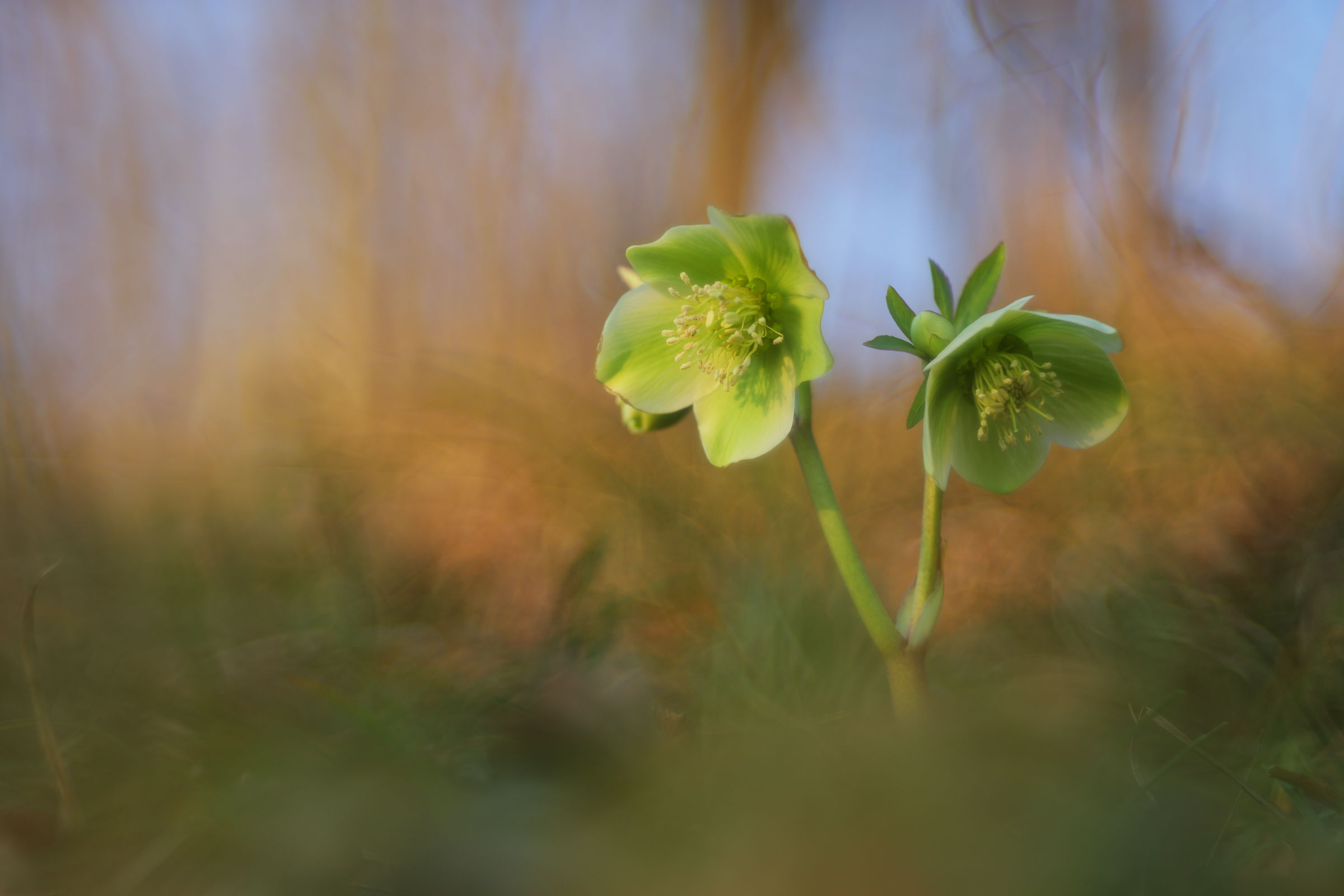 Helleborus viridis