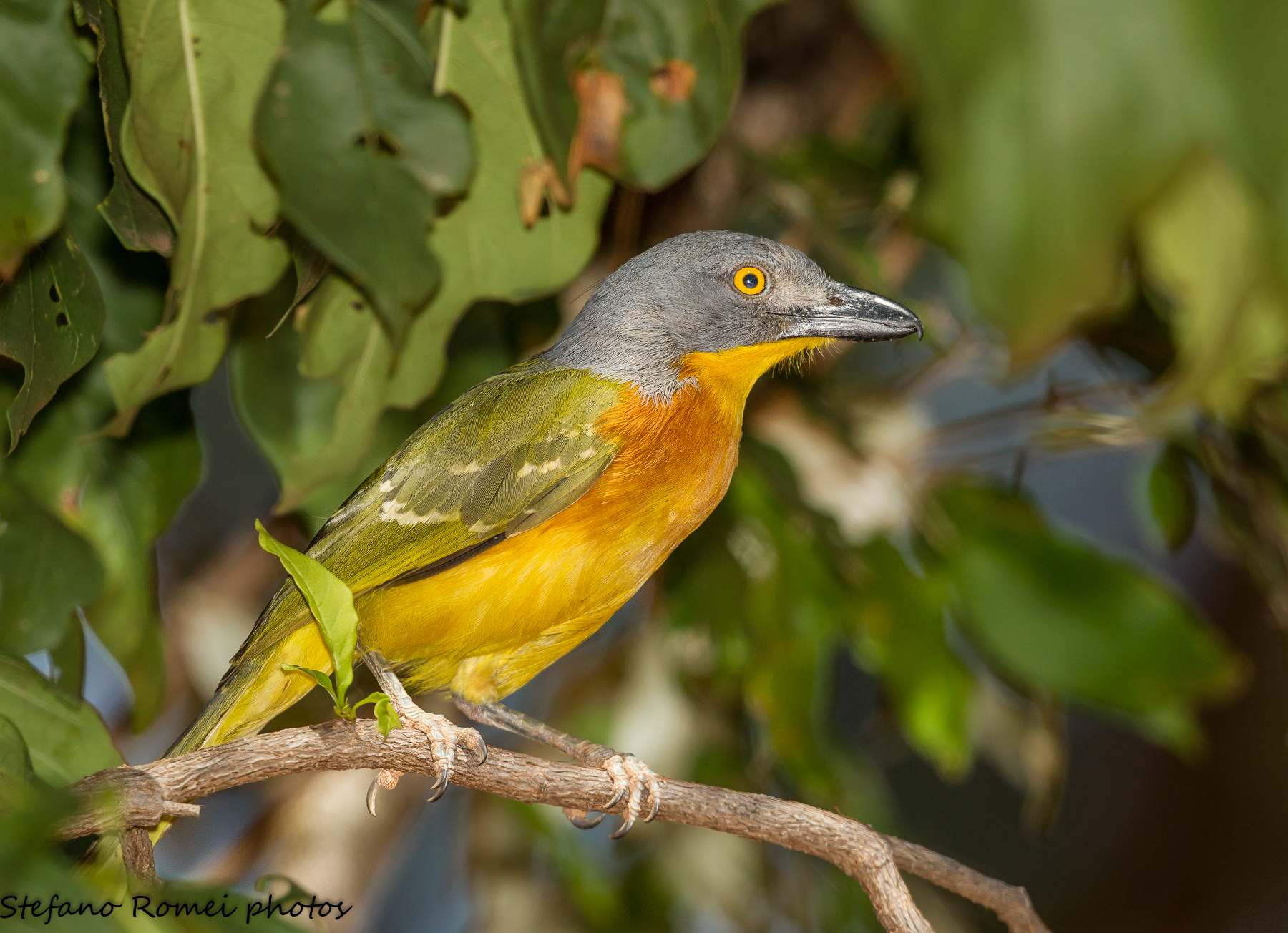 huntress of the woods