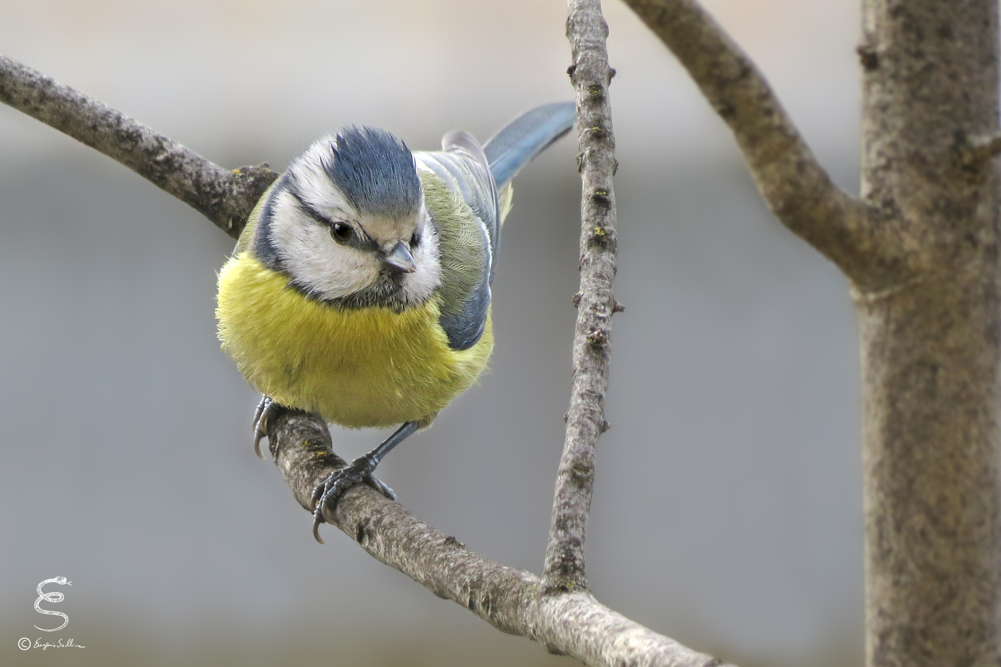 Blue Tit (Parus caeruleus)