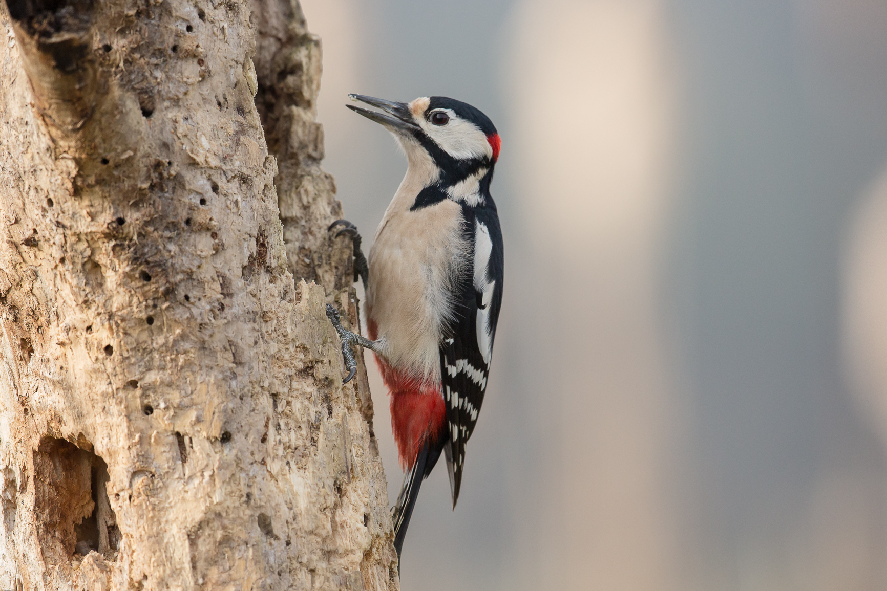 Picchio rosso maggiore