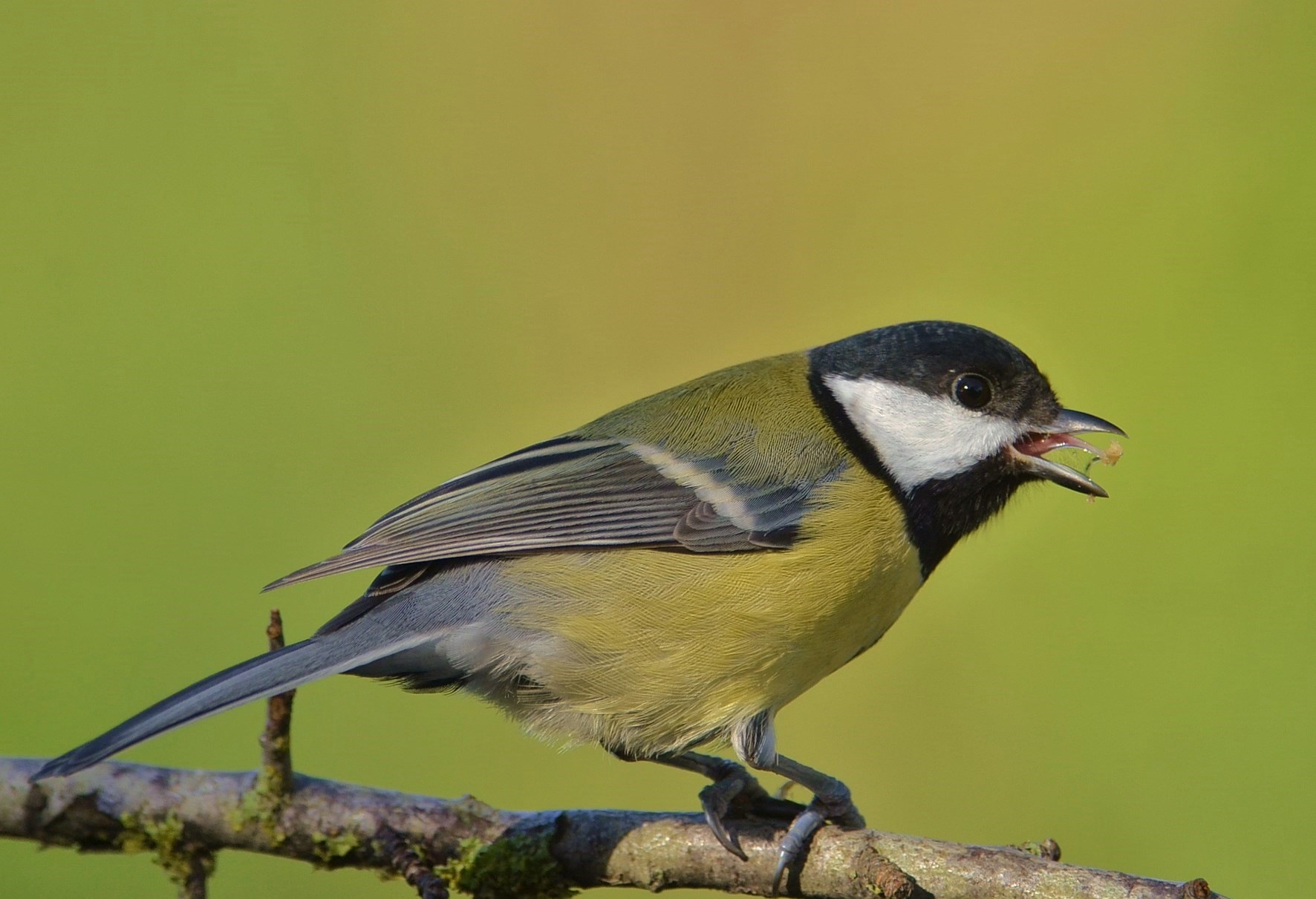 On the tip of the tongue