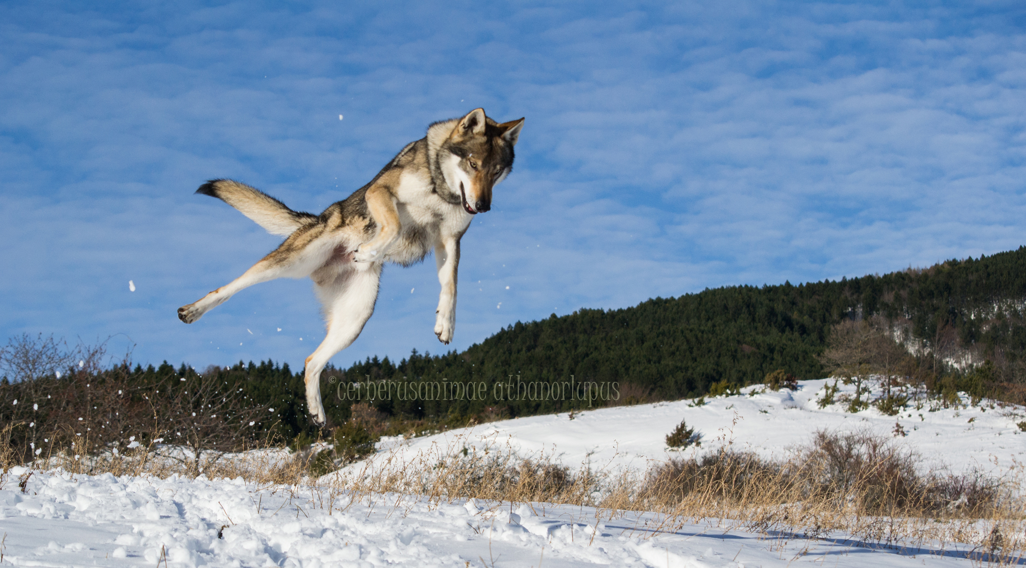 jump in the snow!