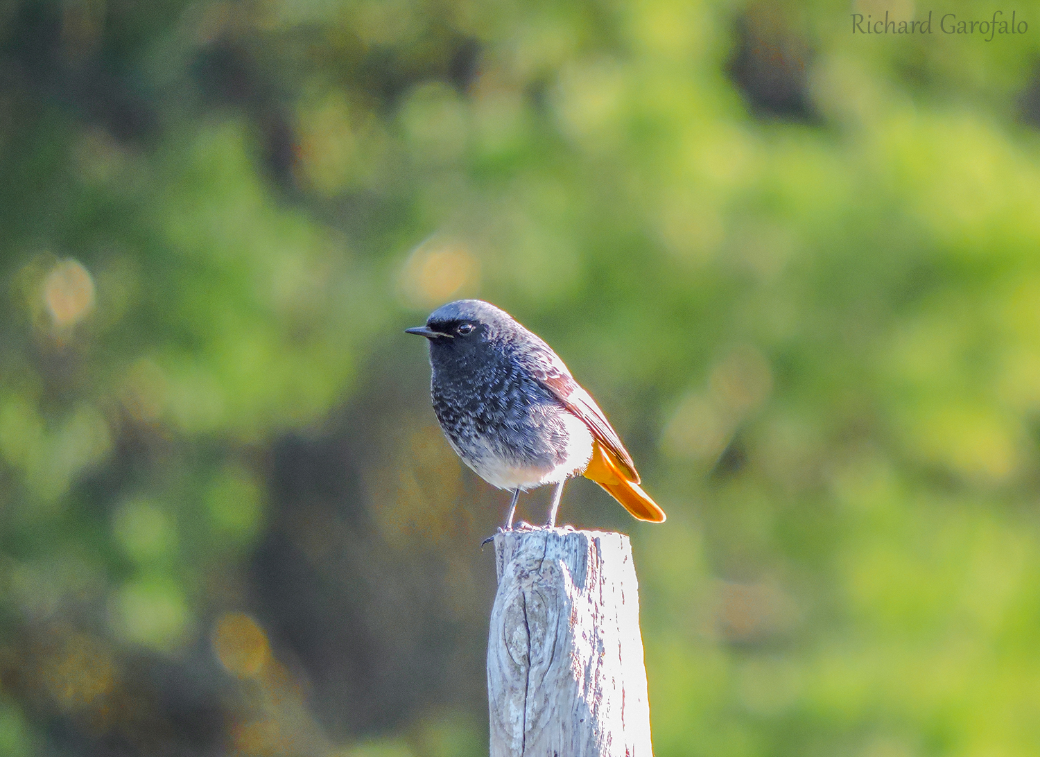 Black Redstart