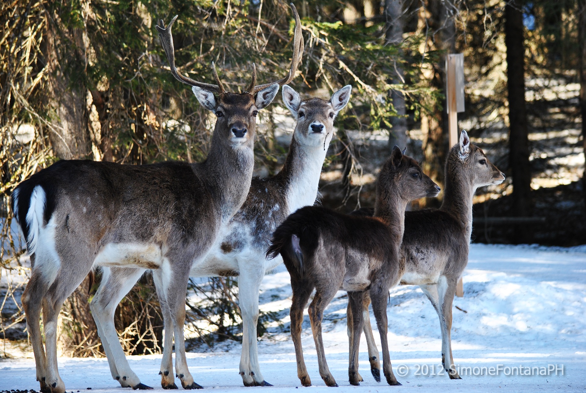 Daino - A happy little family -
