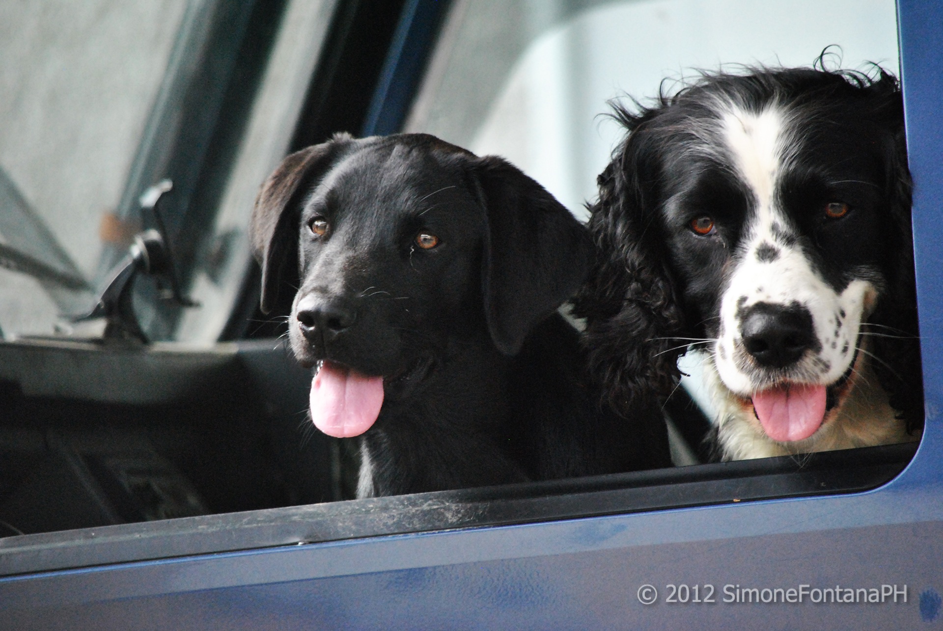 The best friend of 'man