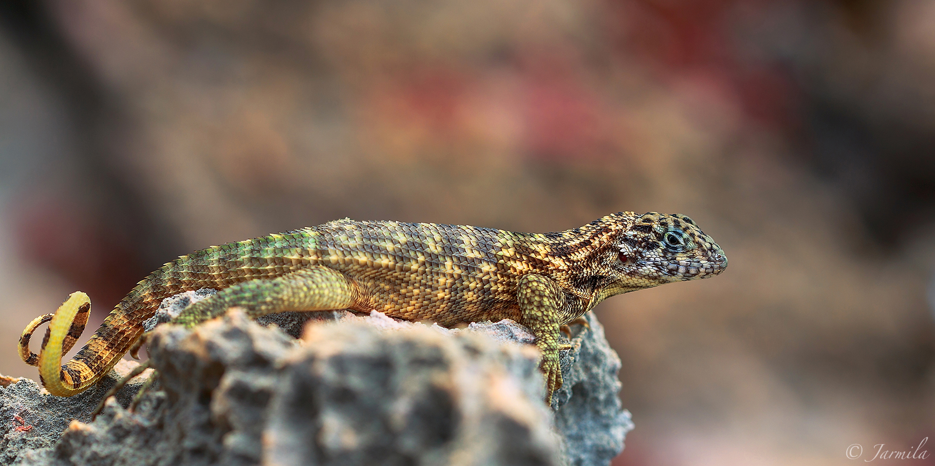 Small curly-tailed lizard