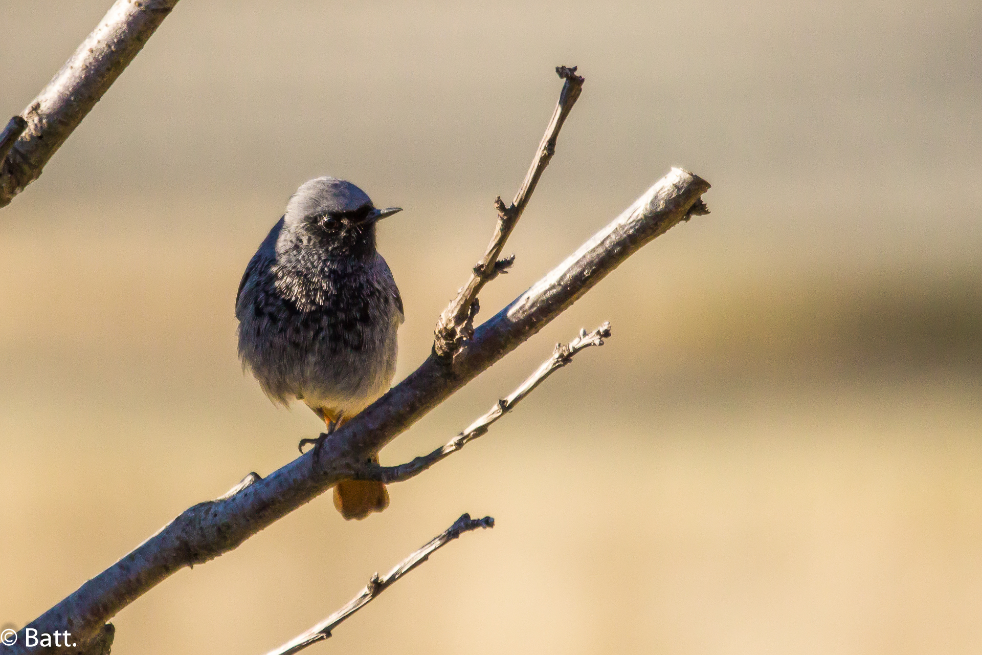 Black Redstart