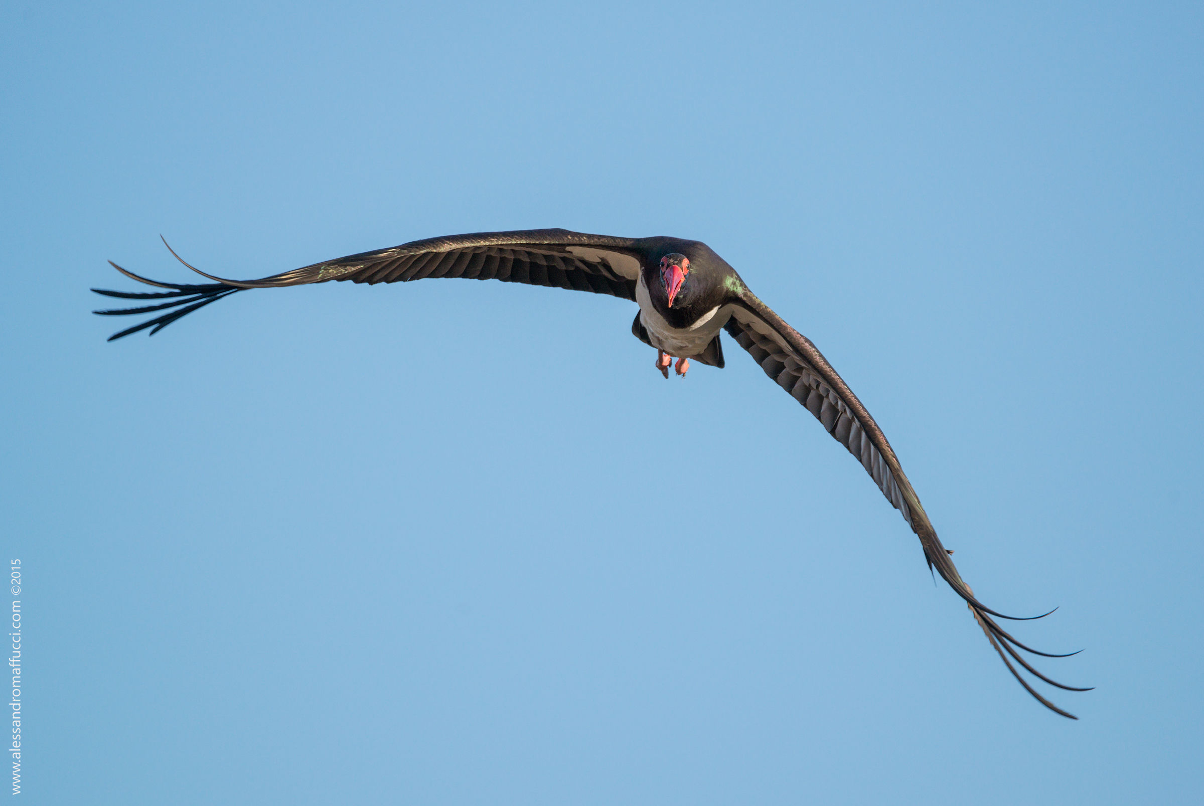 La nera in avvicinamento!