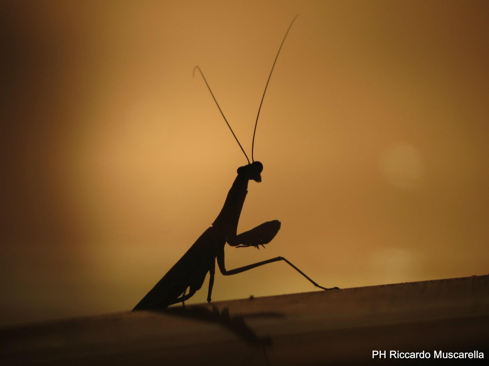 Praying Mantis silohuette night.