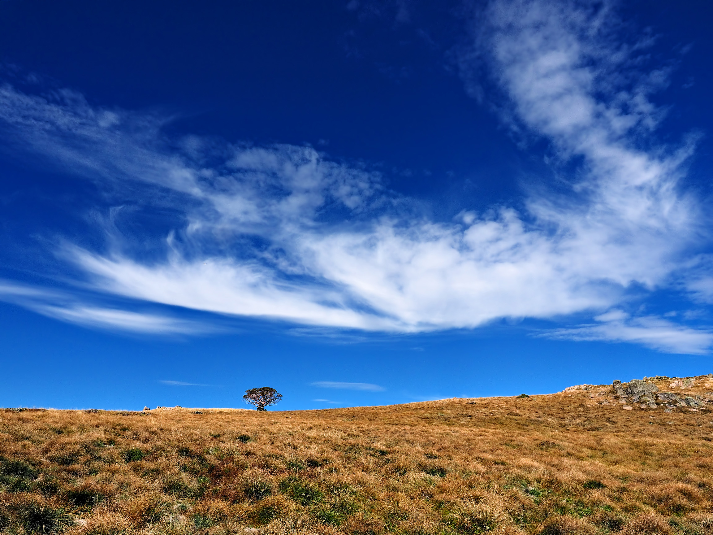 The only tree on Mt Sterling