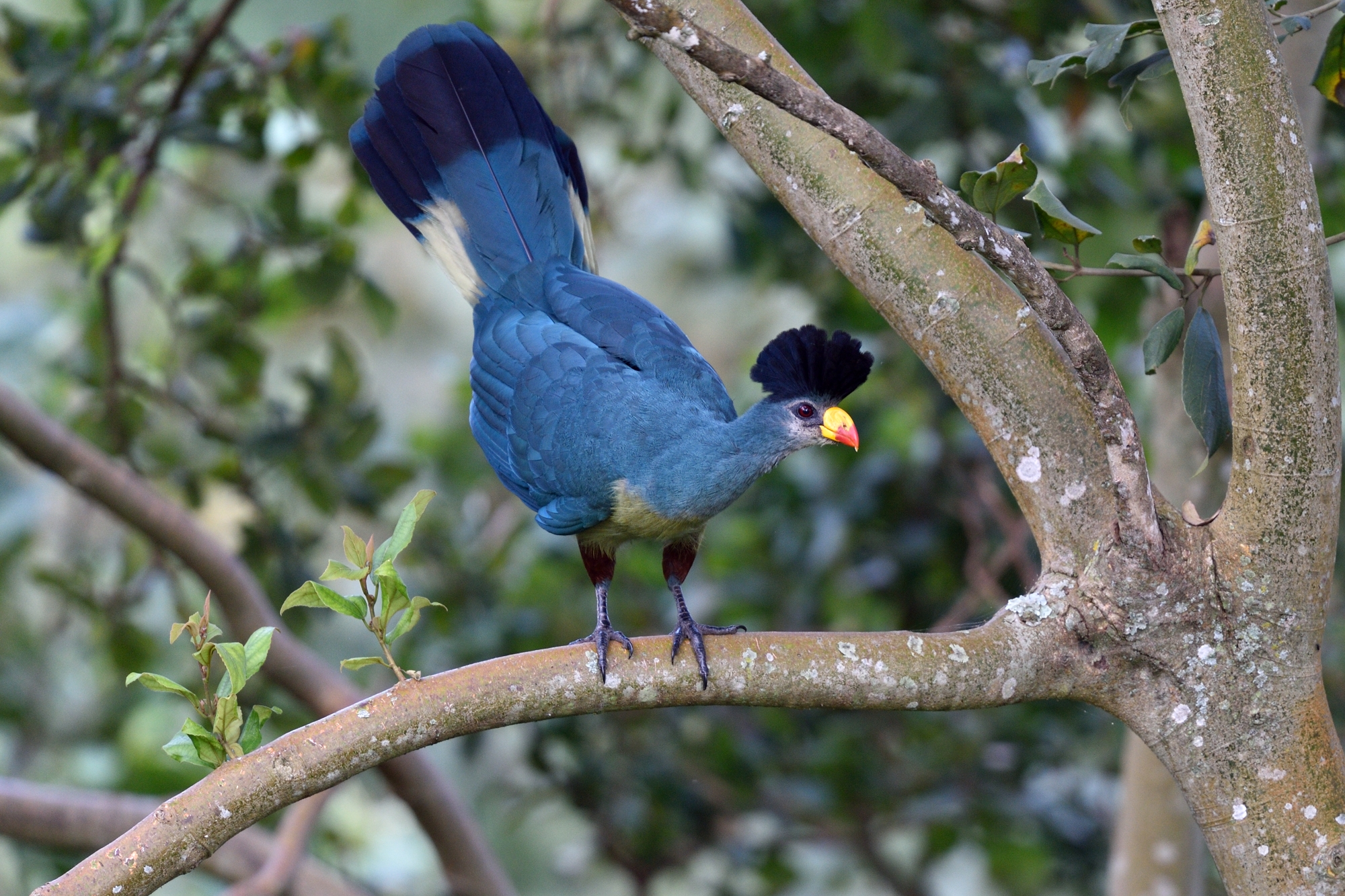 Great Blue Turaco - Corythaeola cristata