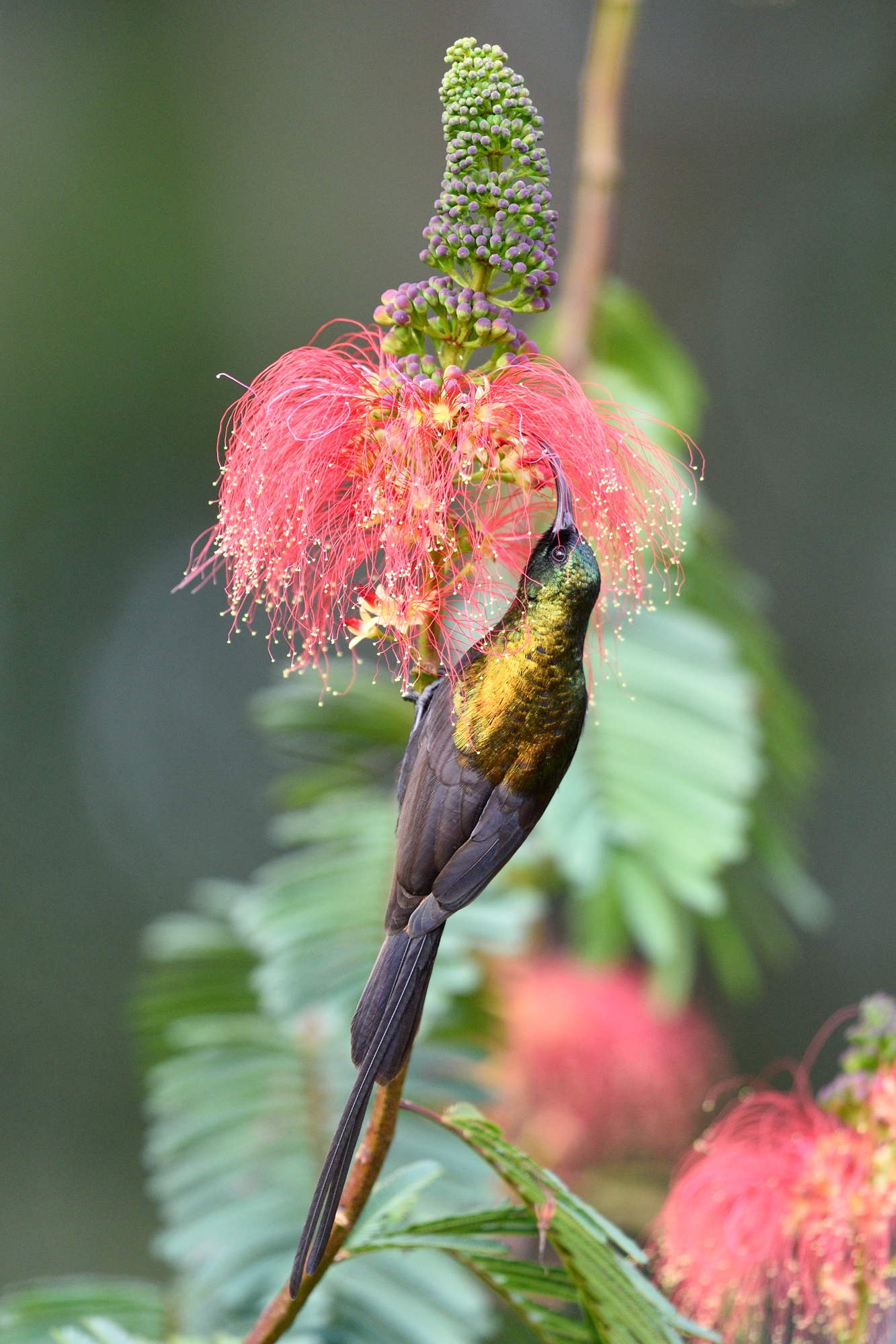 Bronze Sunbird - Nectarinia Kilimensis