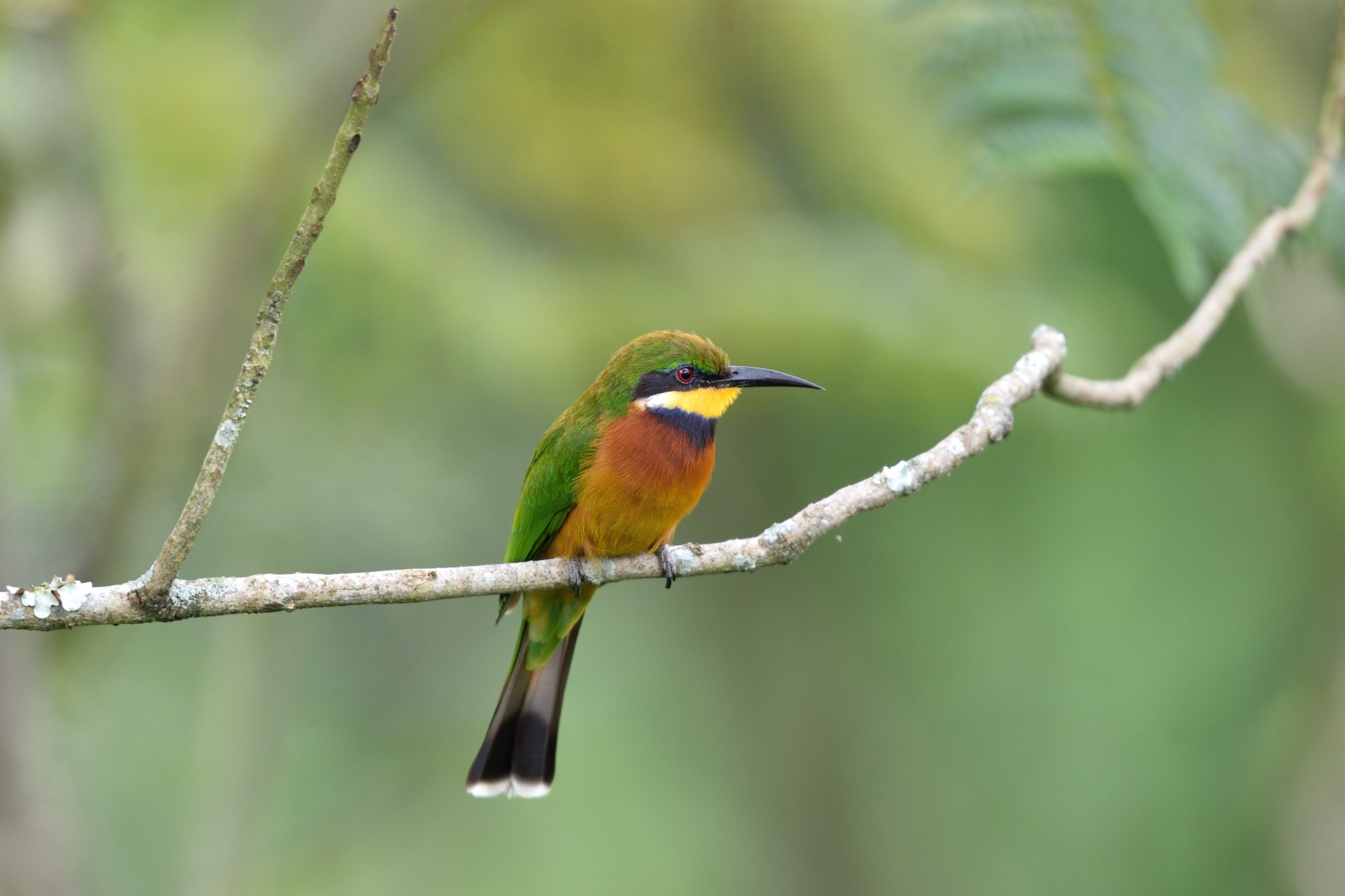 Cinnamon-chested Bee-eater - Merops oreobates