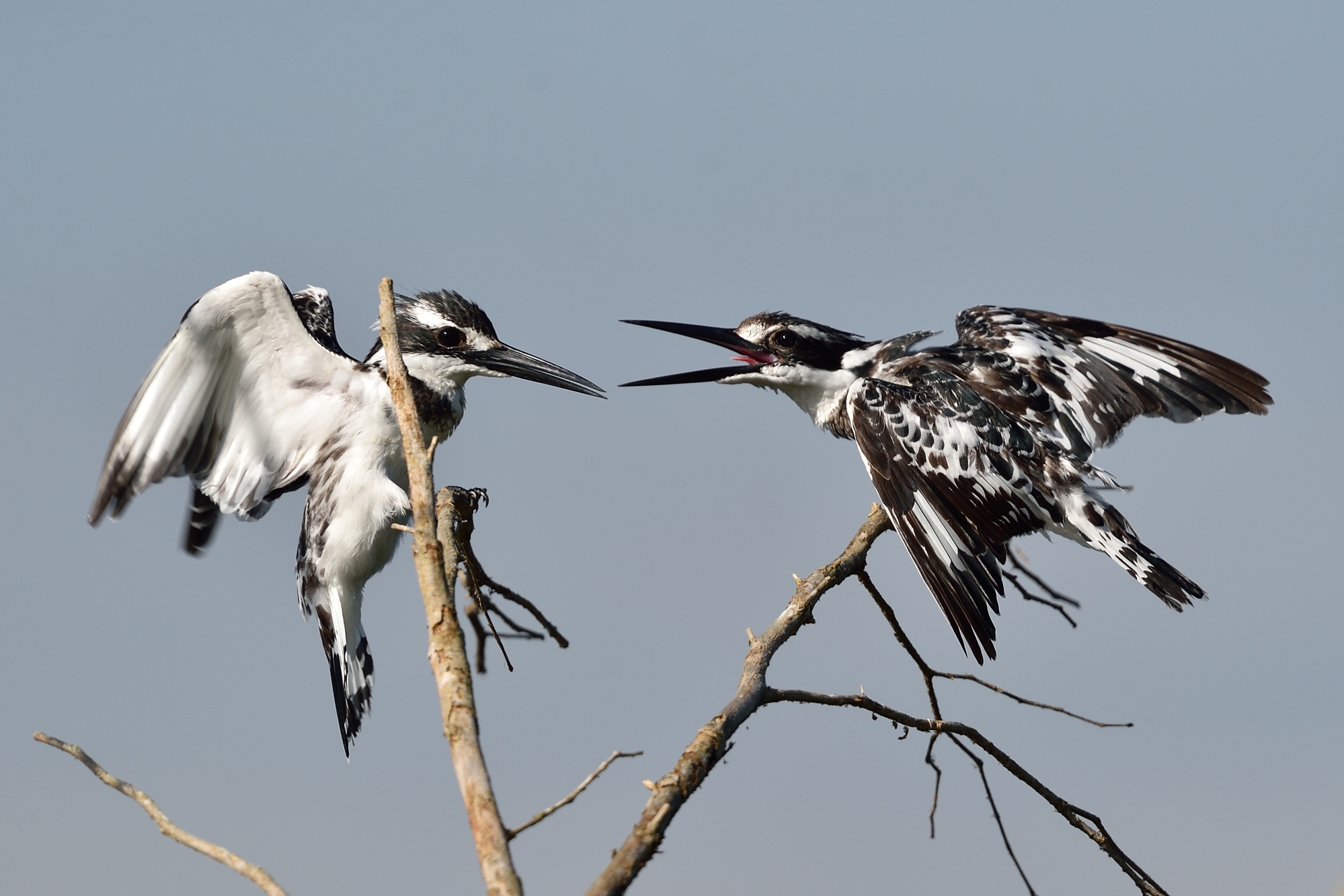 Pied Kingfisher - Ceryle rudis