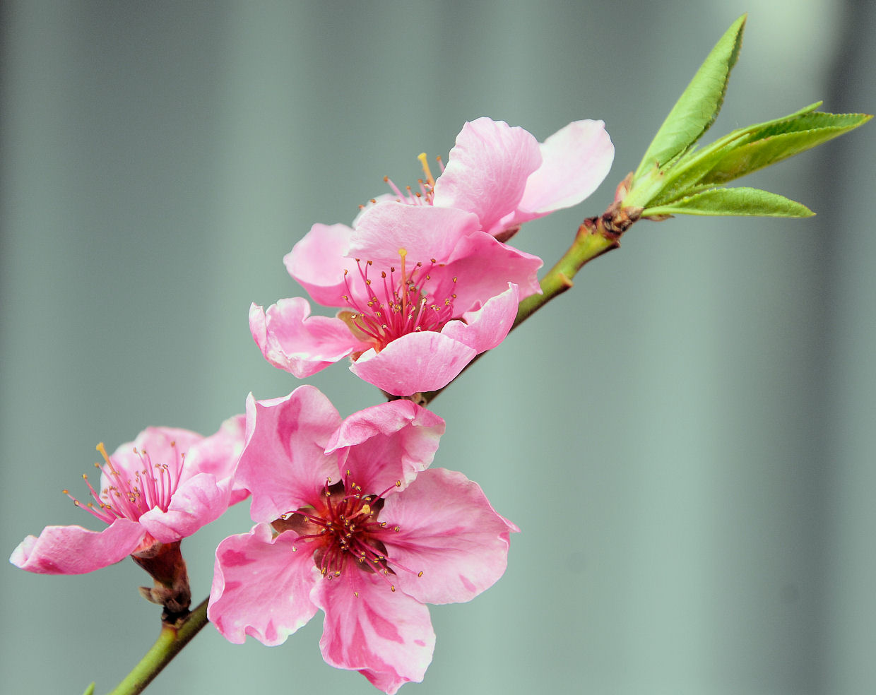 peach blossom