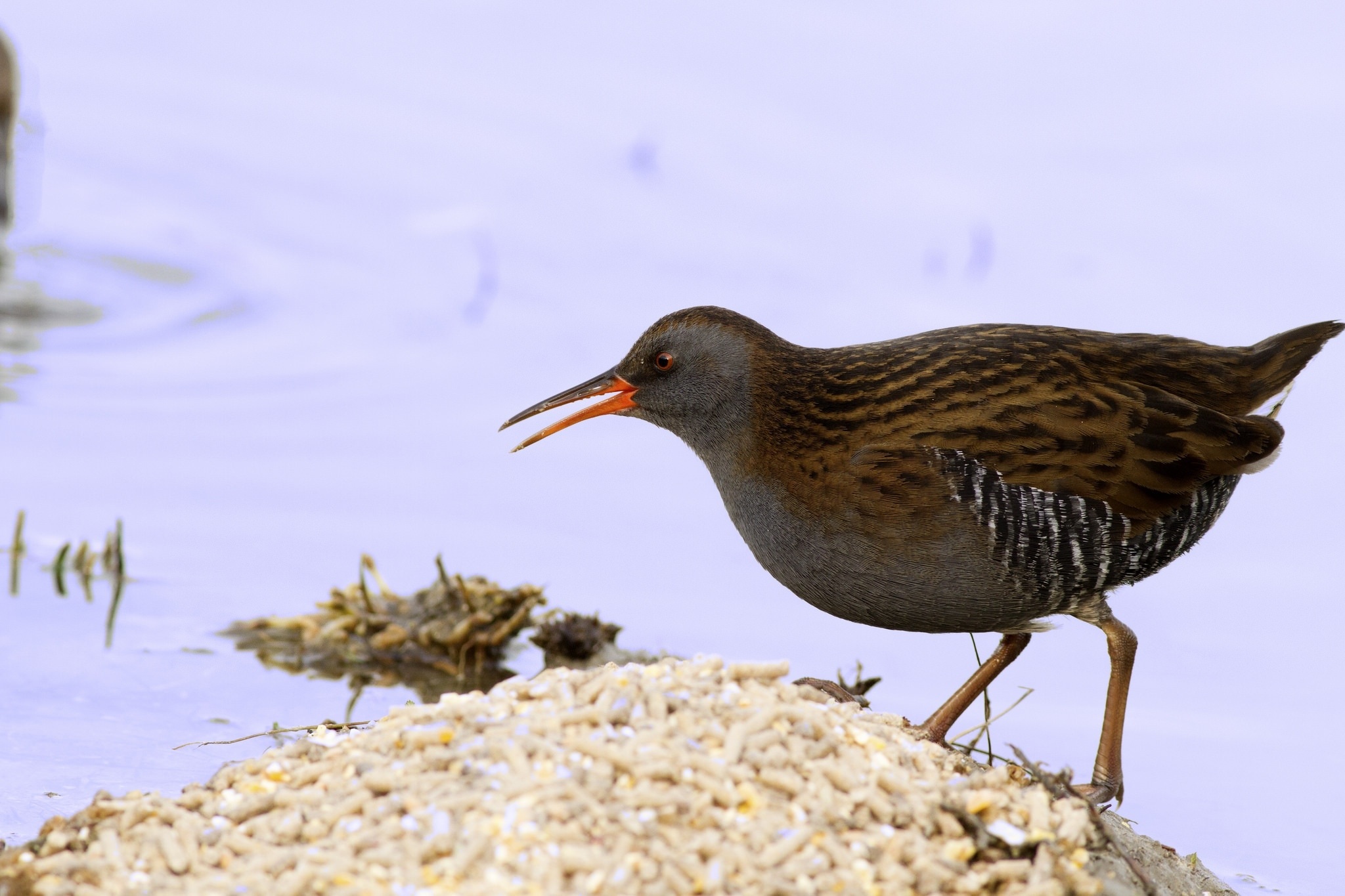 Porciglione  Rallus aquaticus