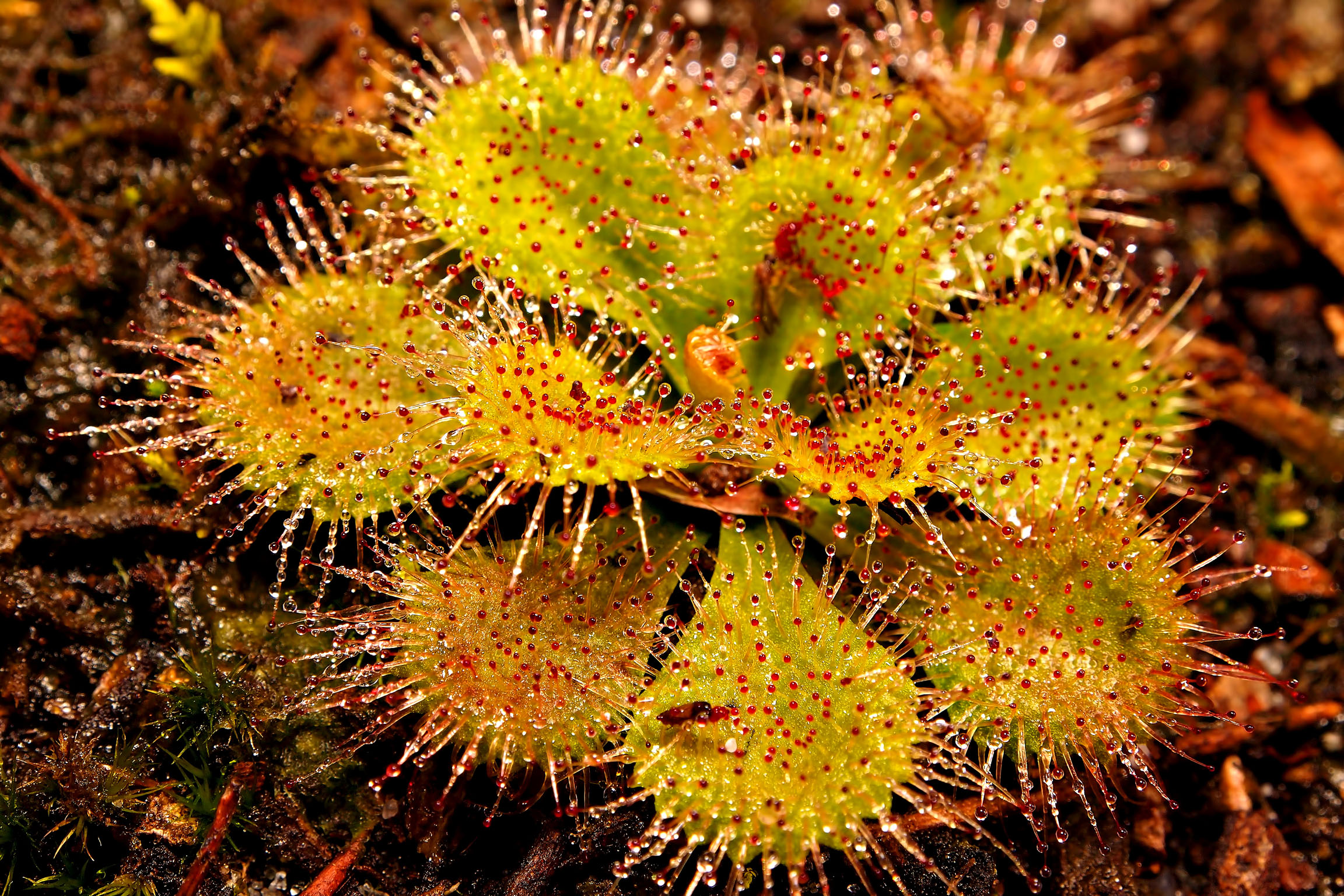 Sundew after rain