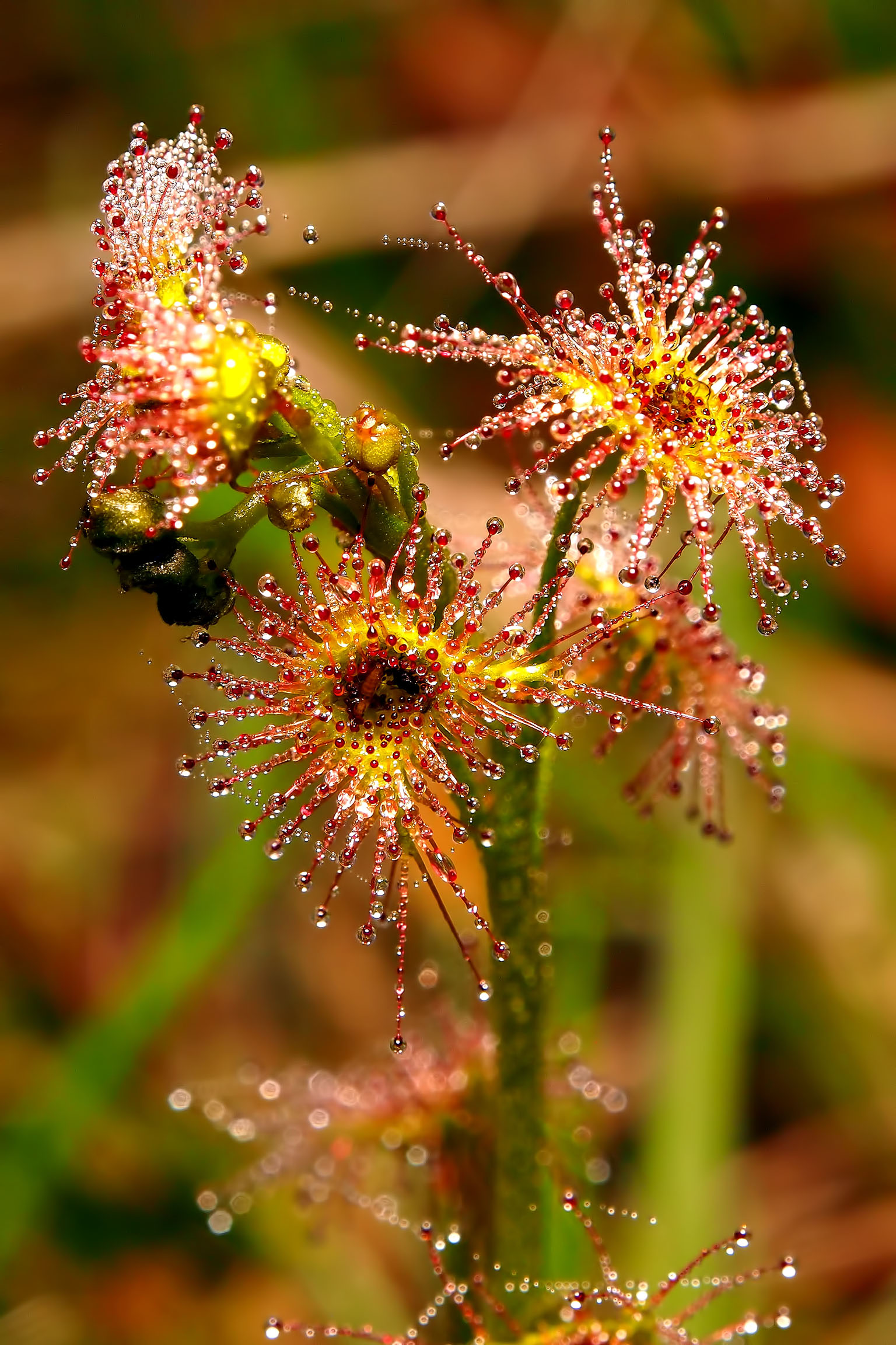 Sundew after rain 2