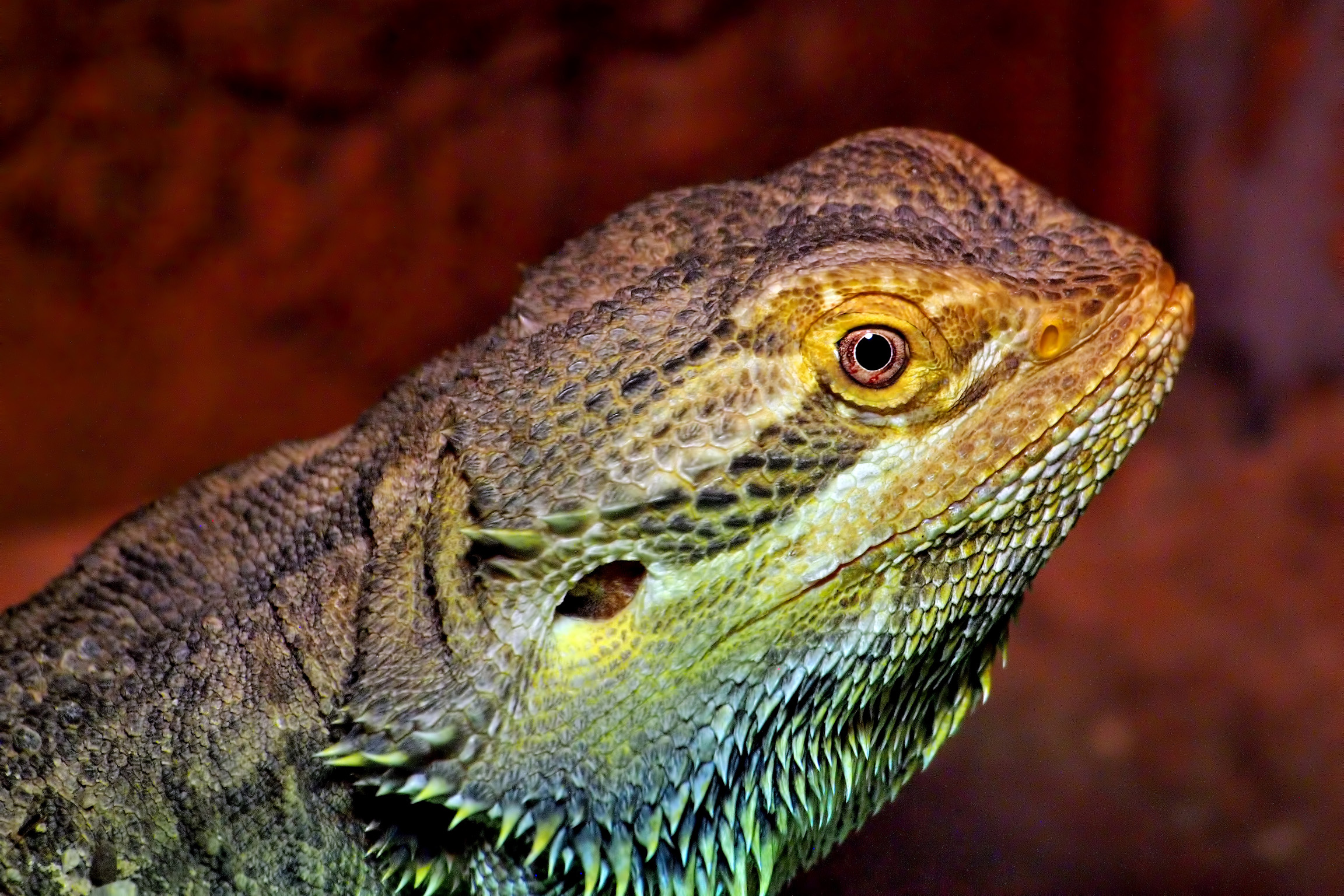Bearded dragon, Healesville Sanctuary
