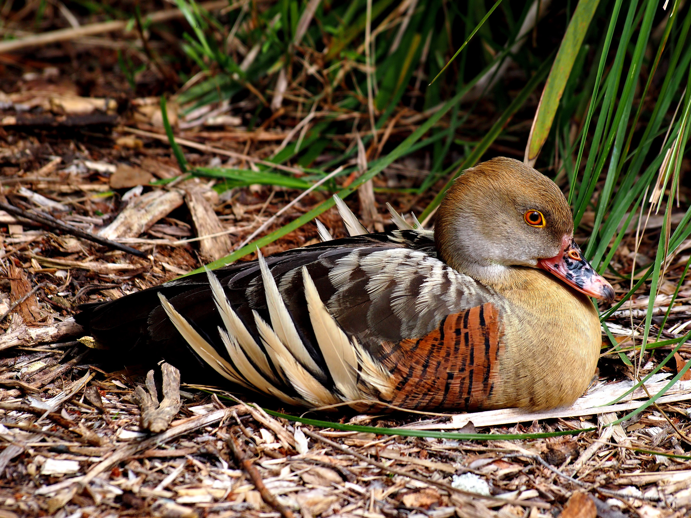Duck, Healesville Sanctuary