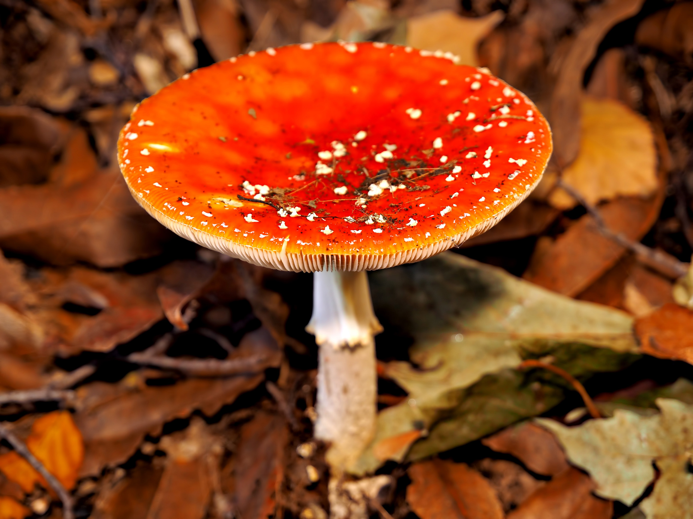 Fly agaric