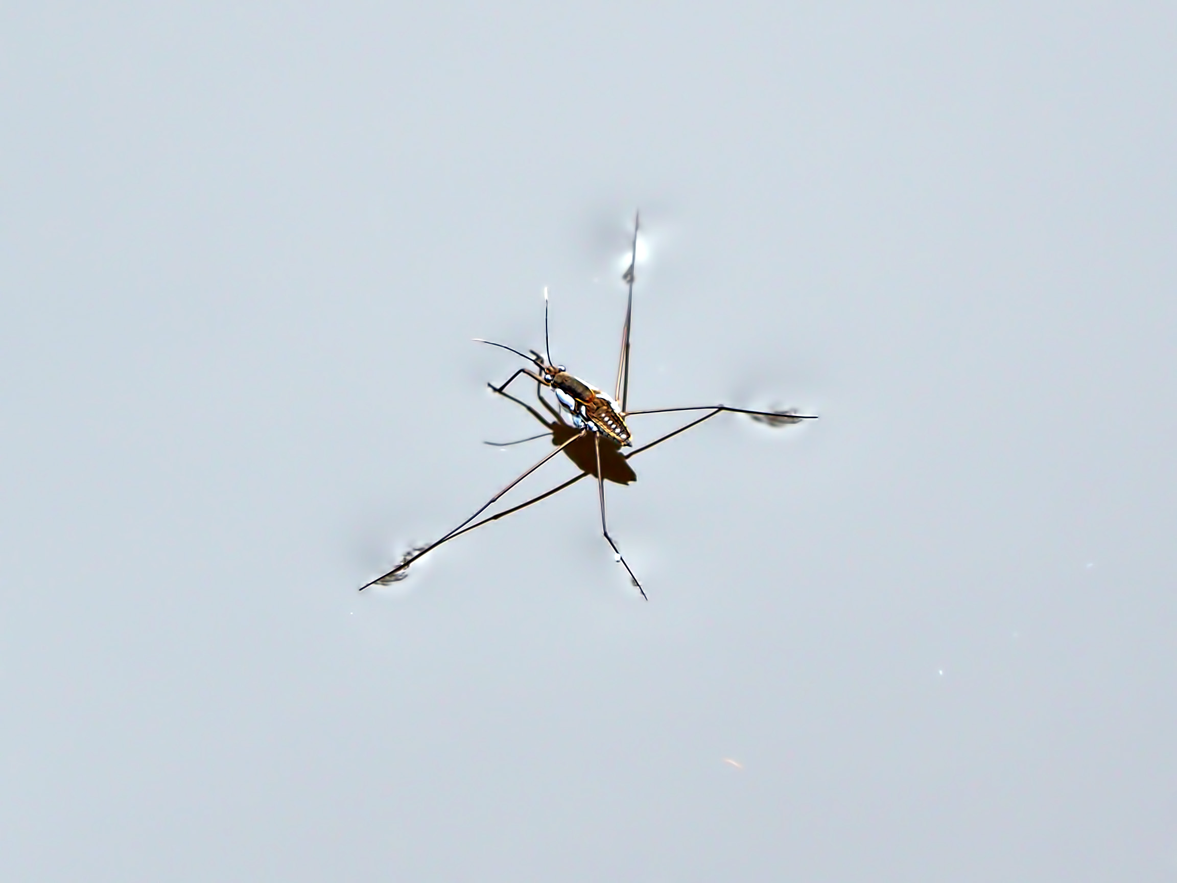 Water strider, 2x crop