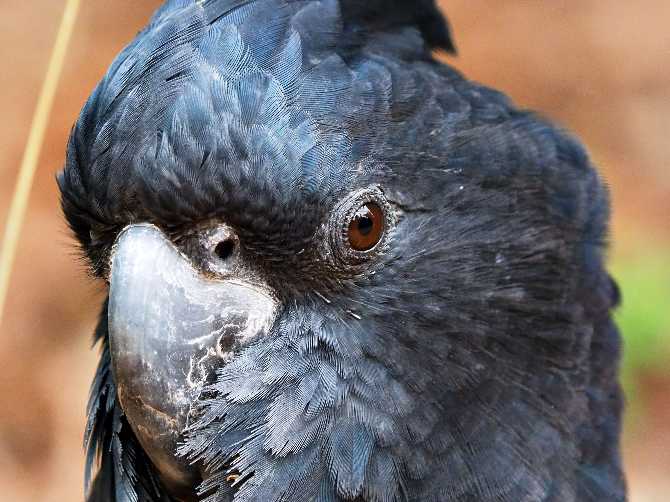 Black cockatoo, Healesville Sanctuary