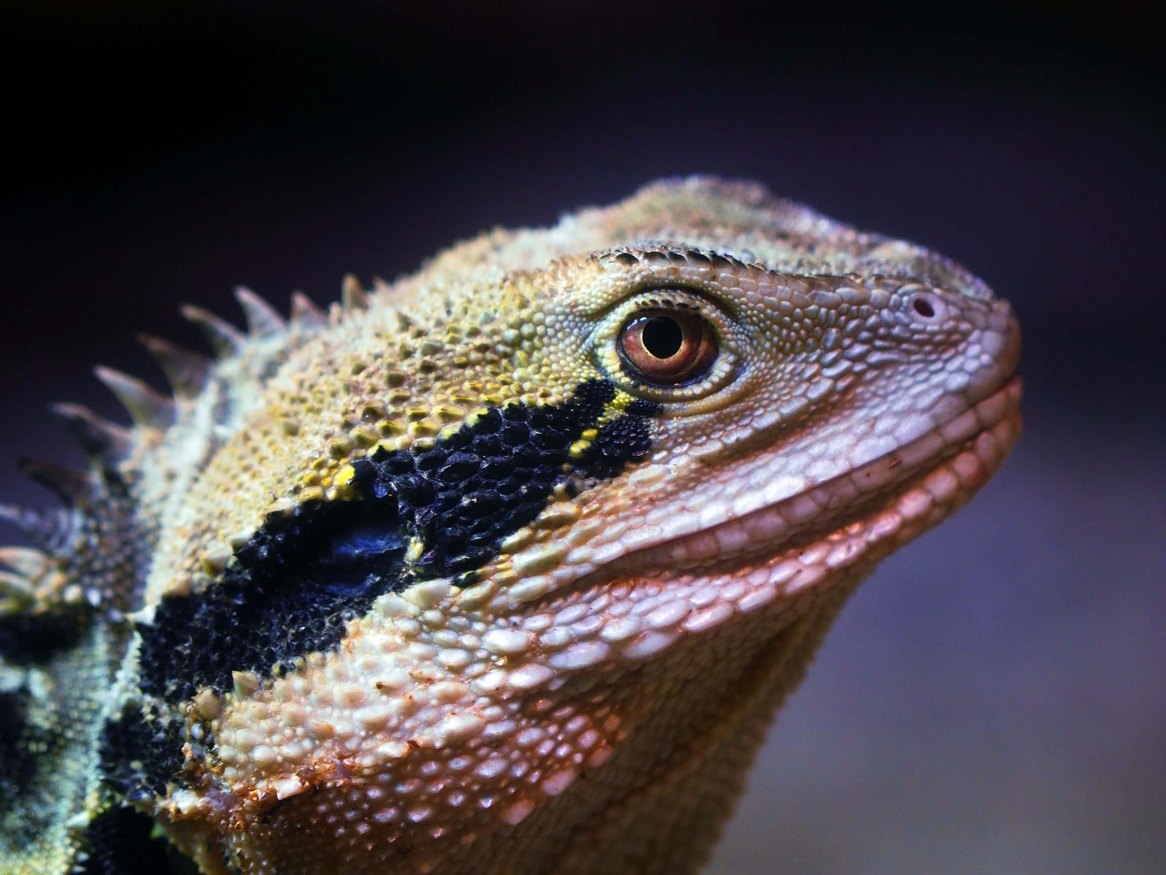 Water dragon, Healesville Sanctuary